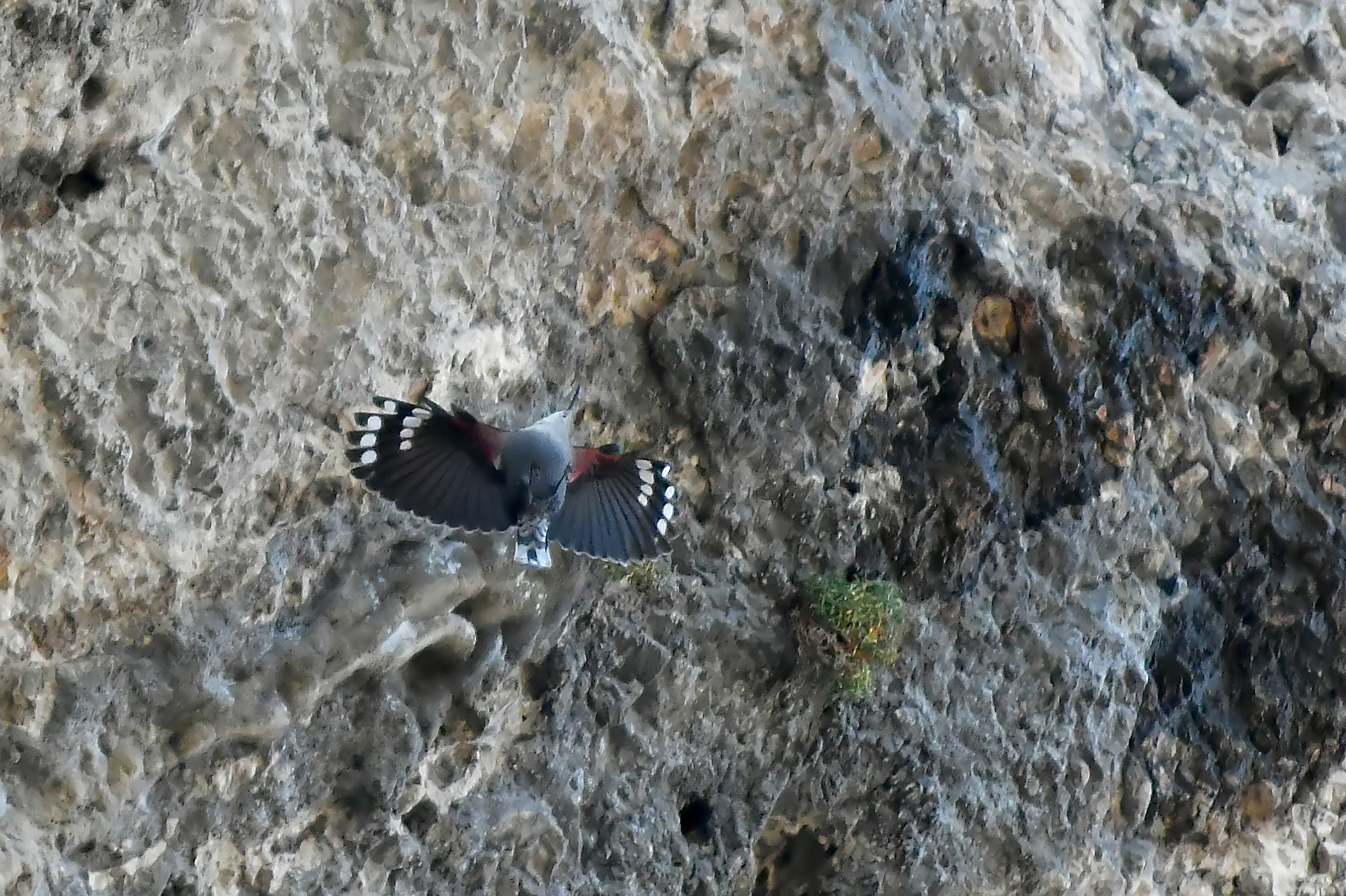 7-inch Crop-Woodpeckers