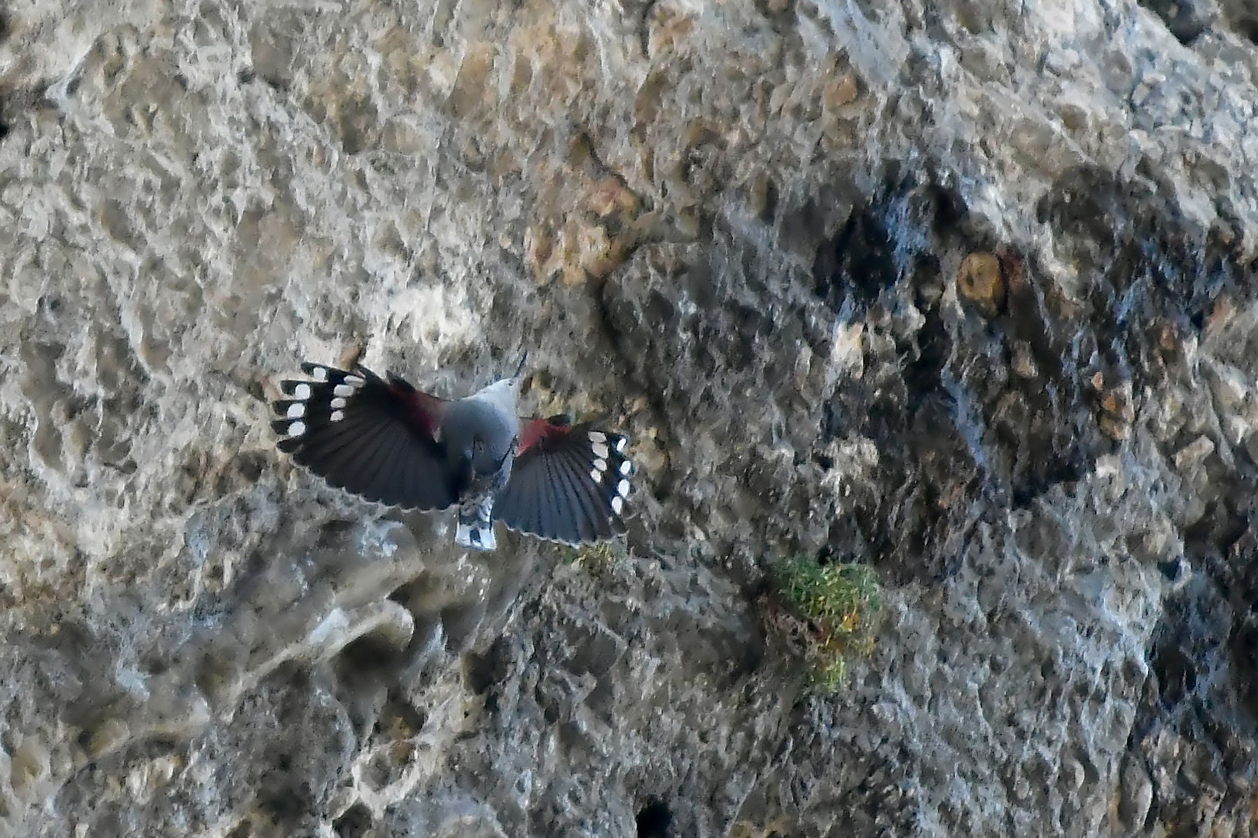 Crop at 6 inches-Wallcreeper