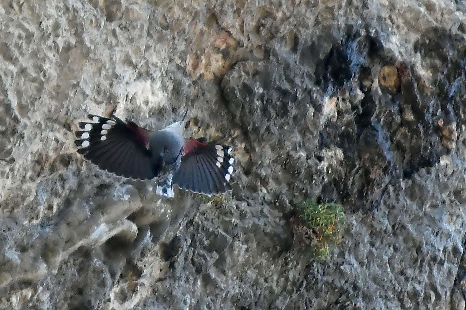 5-inch Crop-Woodpeckers