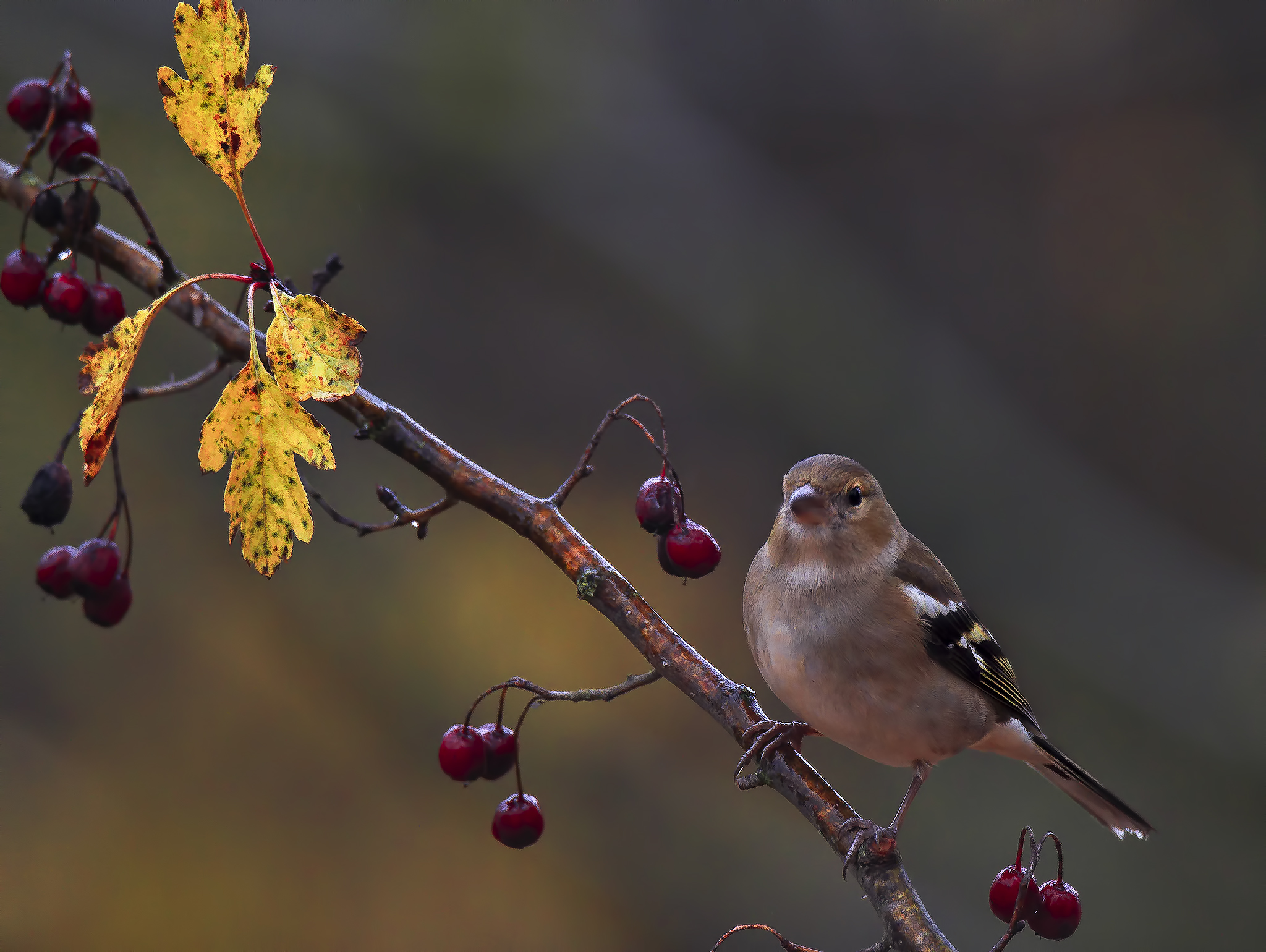Brambling