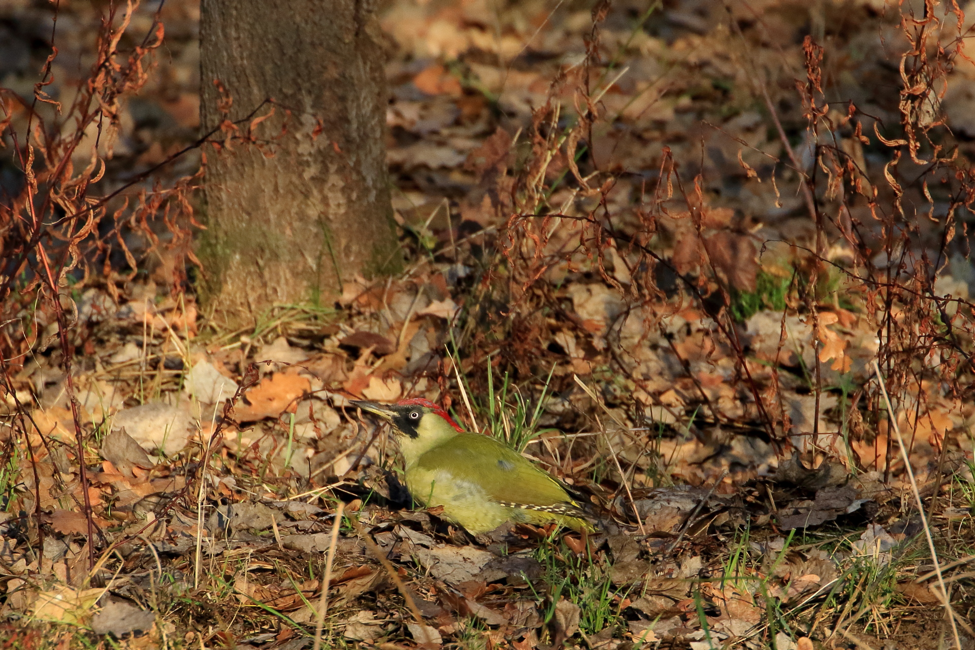 Green Woodpeckers