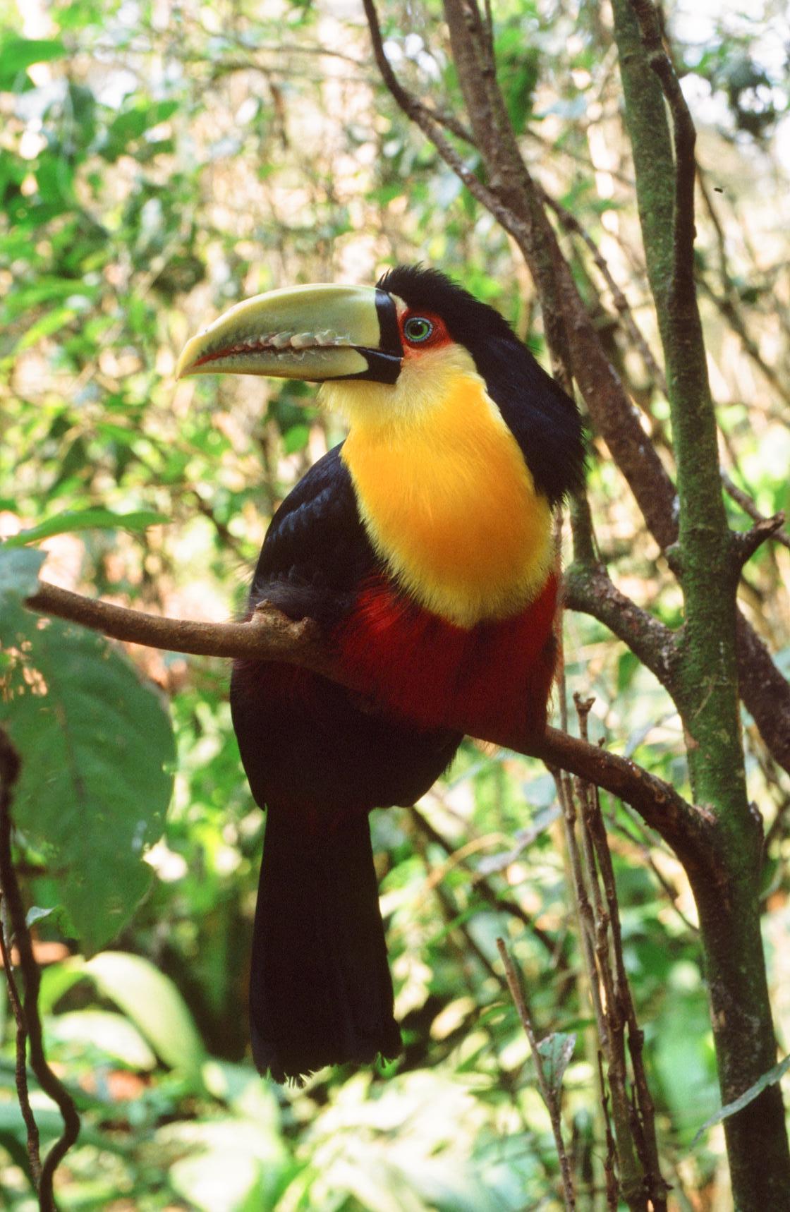 Tucan