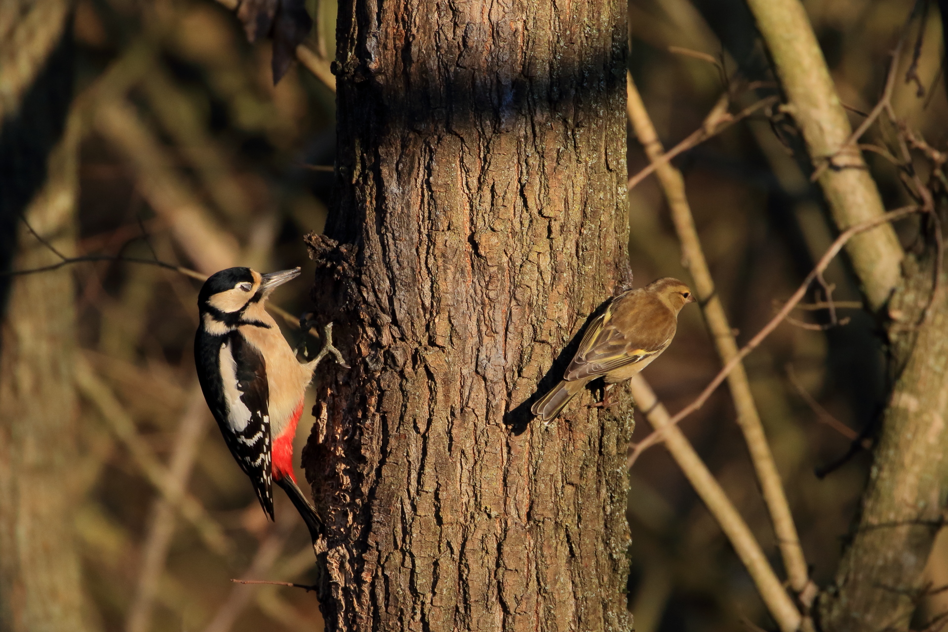 Big Red woodpeckers and finches