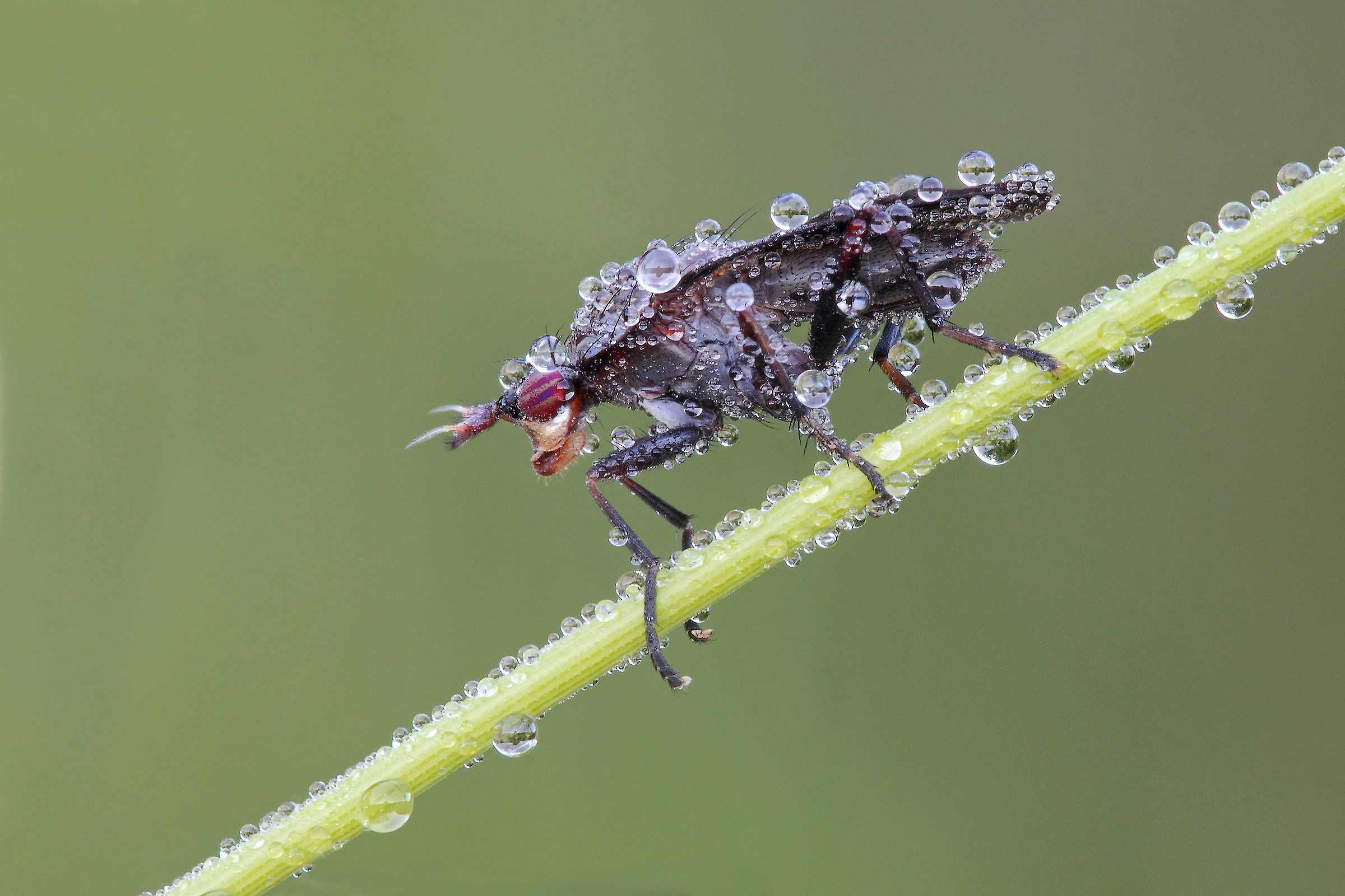 Ho Perso La Mia Biglia !