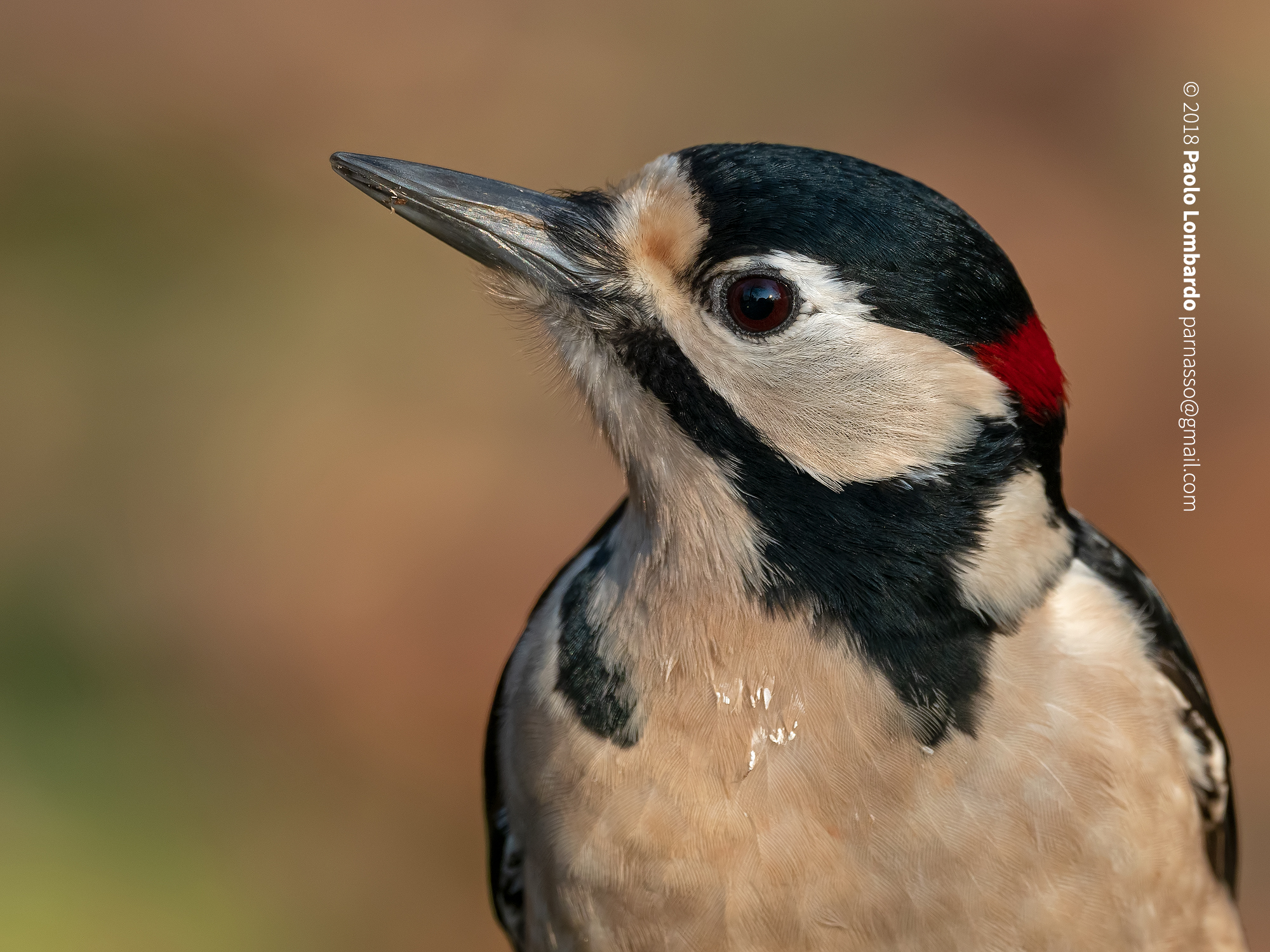 Dendrocopos major - Great spotted woodpecker - Picchio