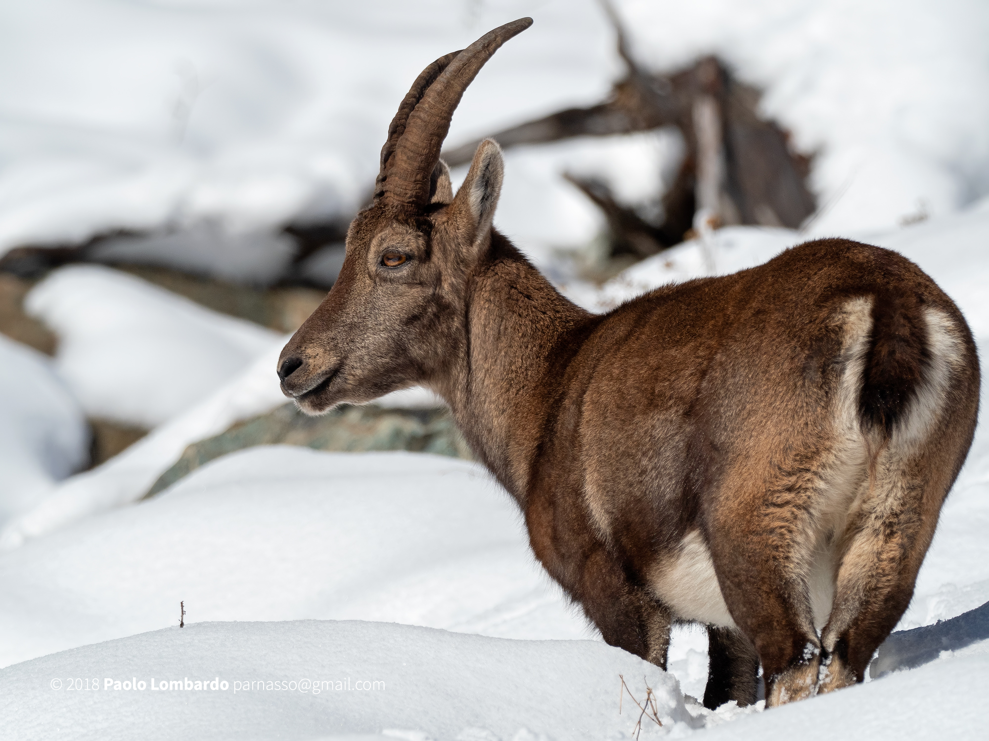 Goat Ibex-steinbock-Ibex Goat Stambecco