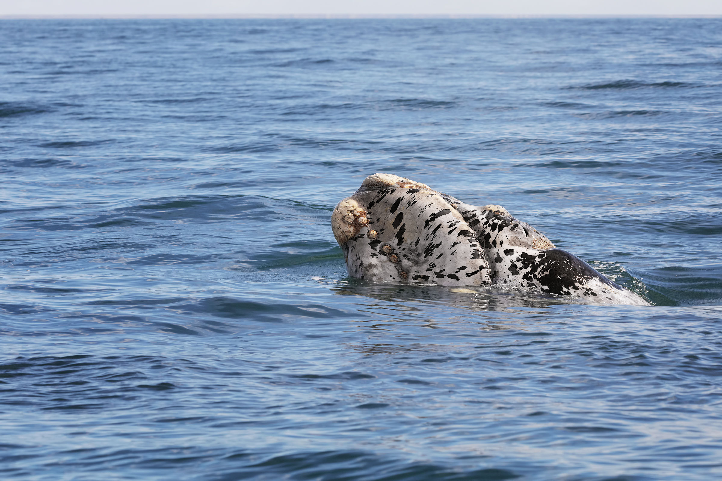 Il piccolo della balena