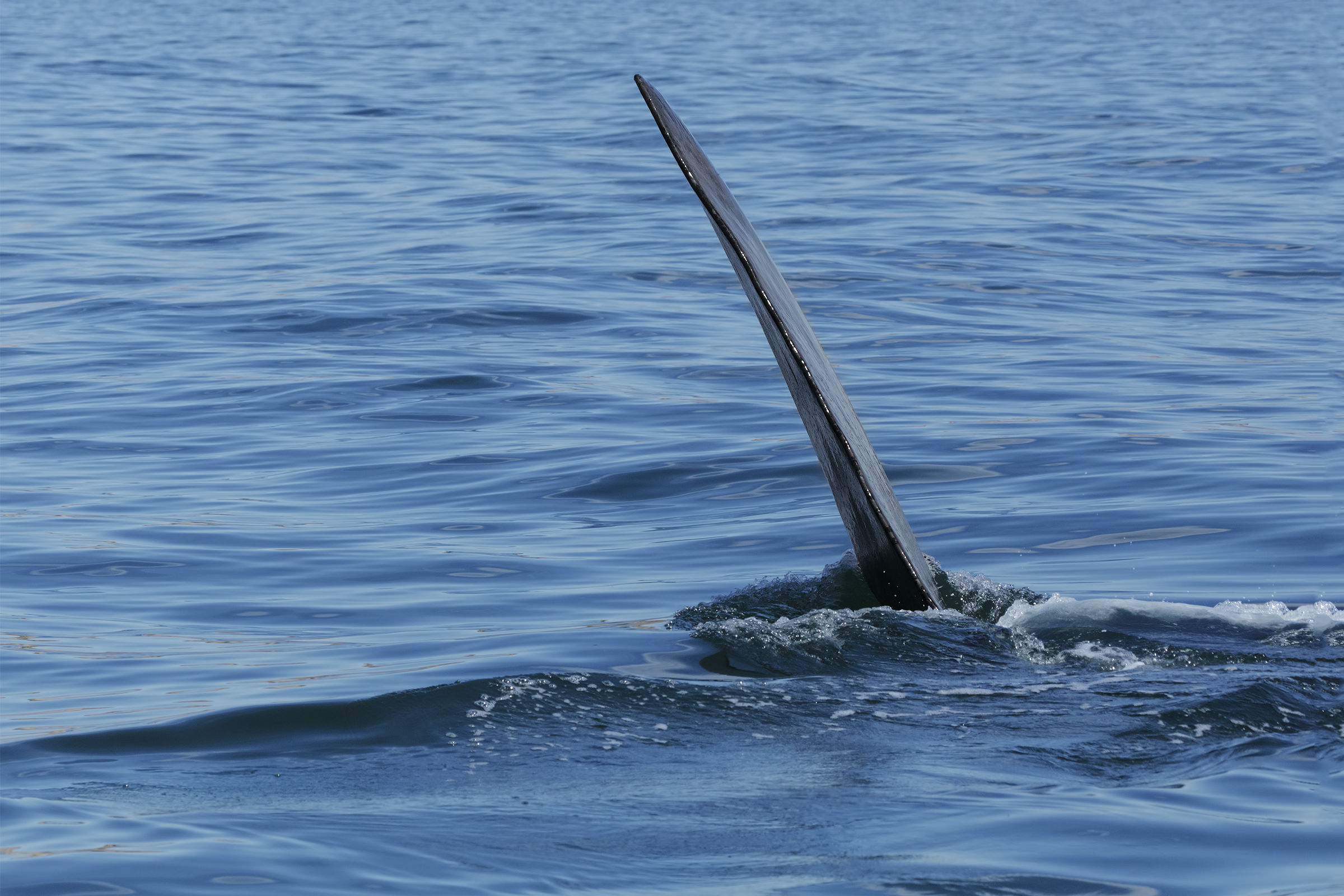 Obiettivo ... la barca
