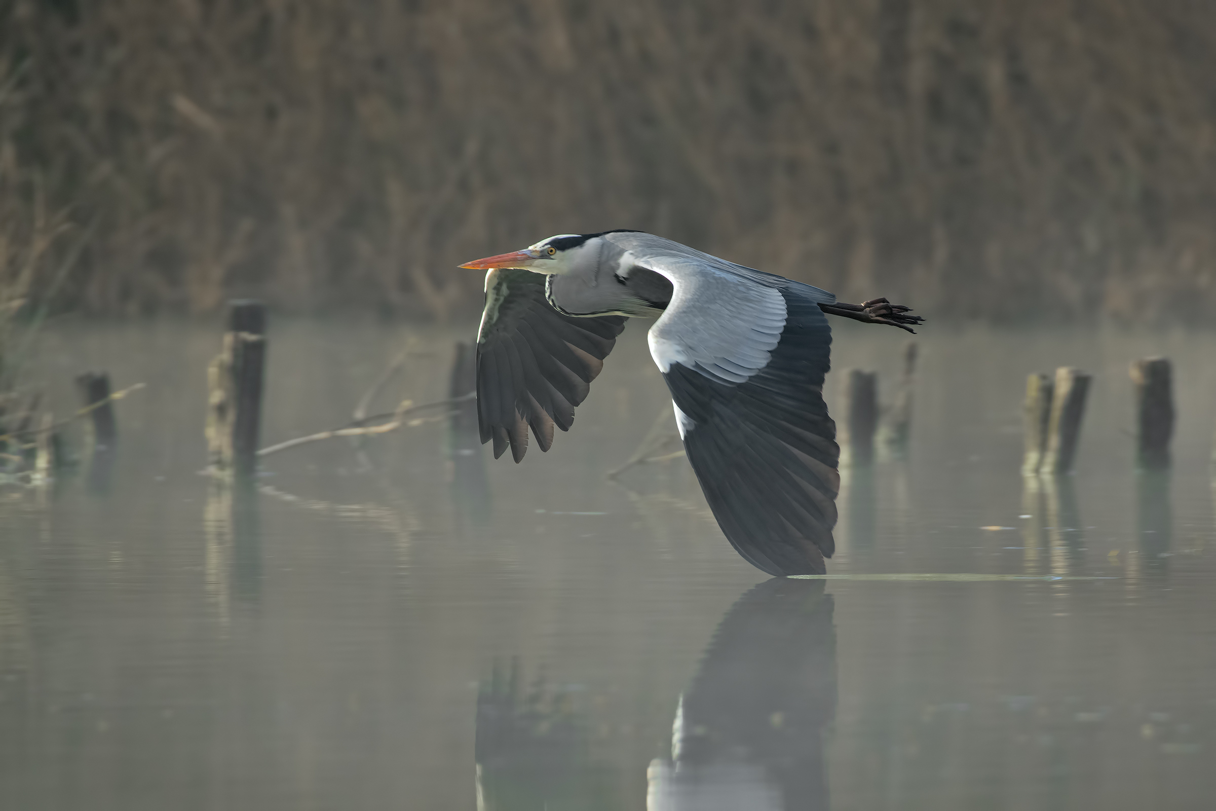 Between the fog-in-flight grey