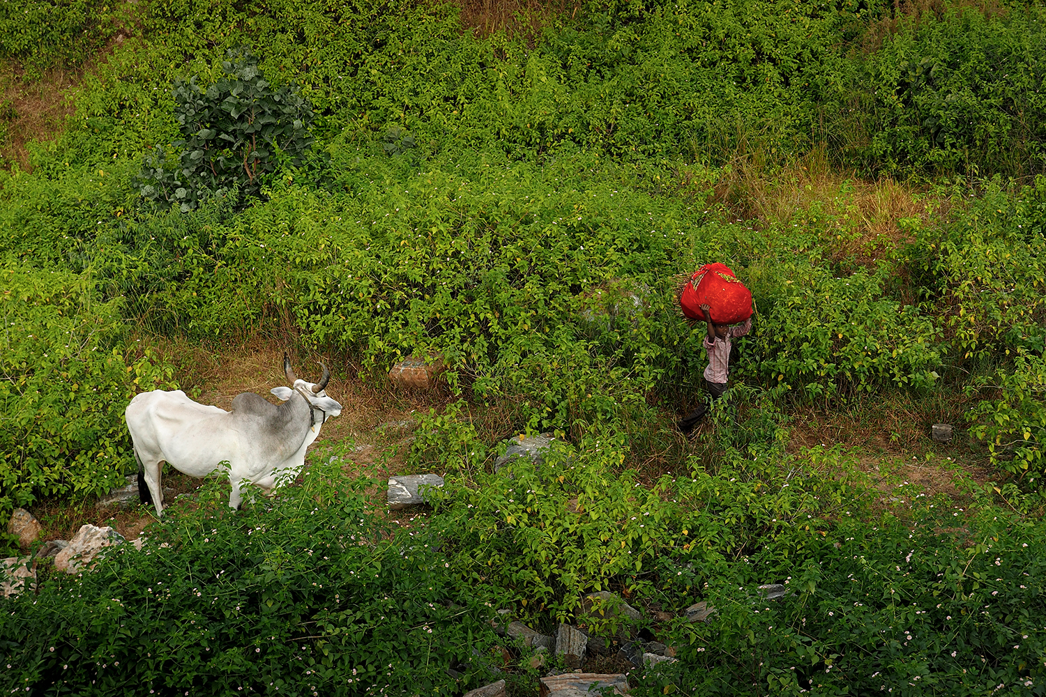 Rajasthan # 2-India 2018