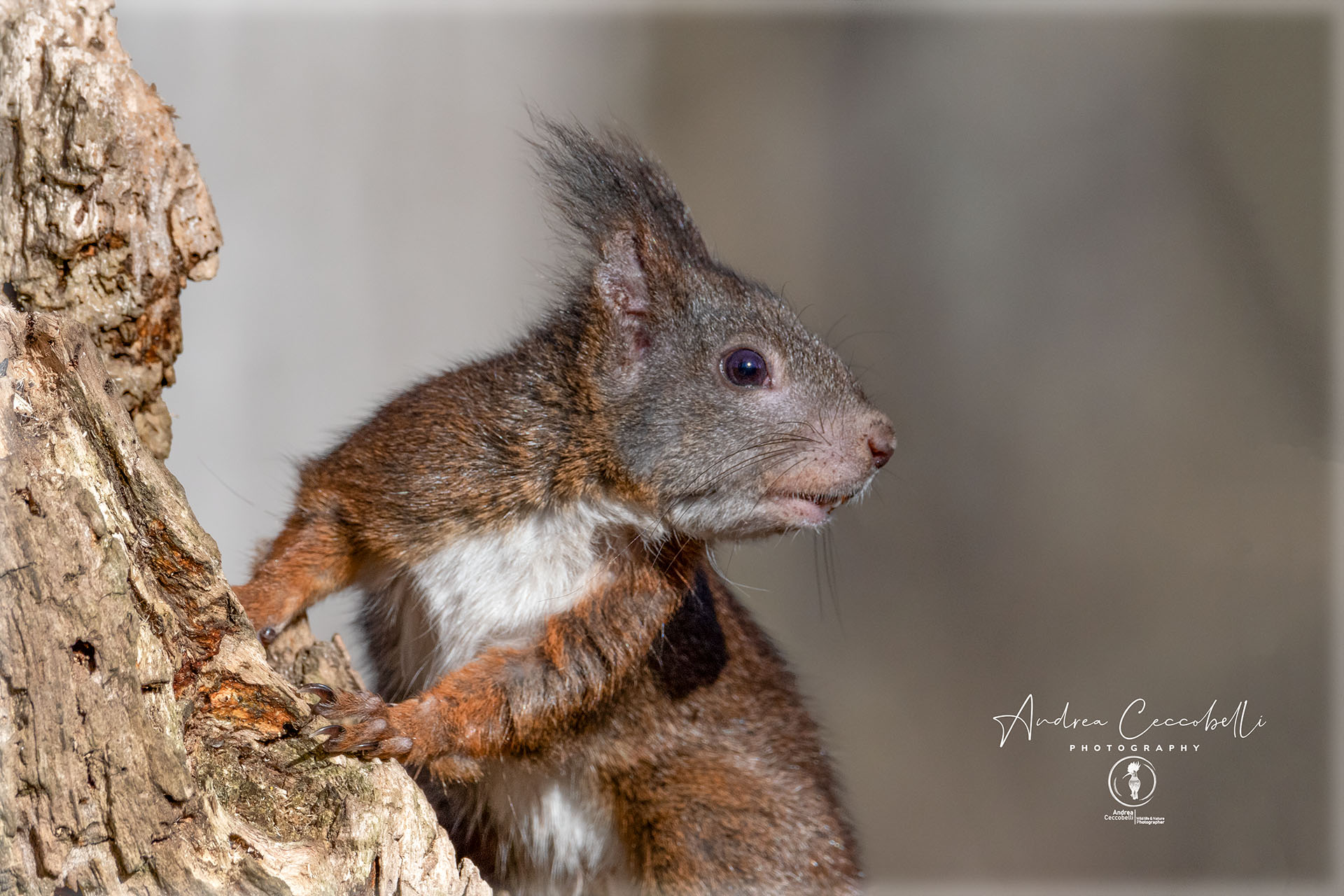 Red squirrel-Sciurus vulgaris