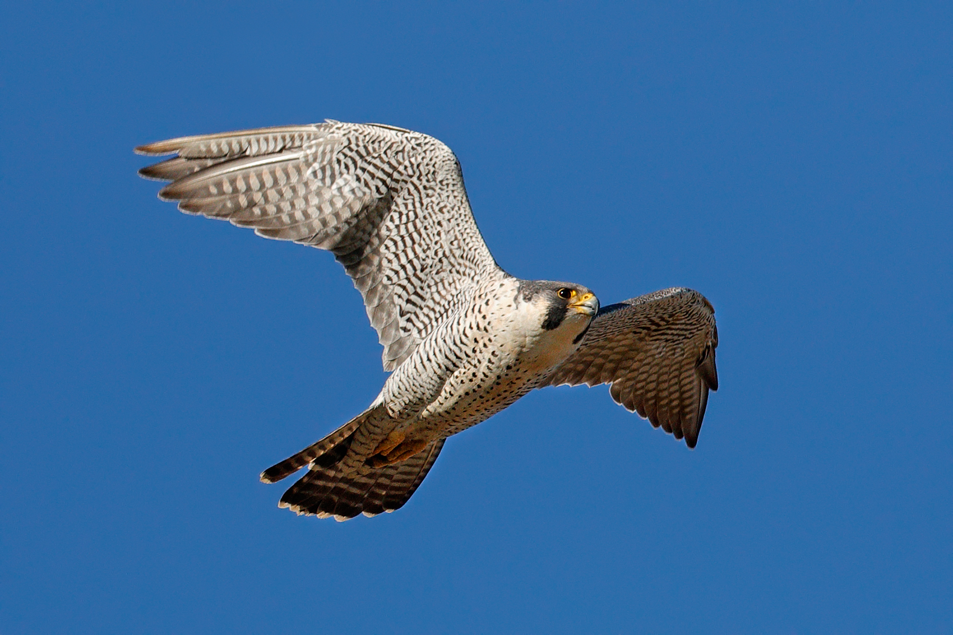 Peregrine falcon