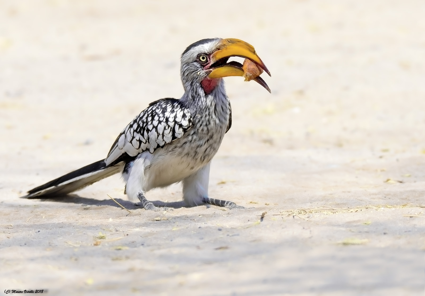 Southern Yellow-billed Hornbill (Tckus leucomelas)