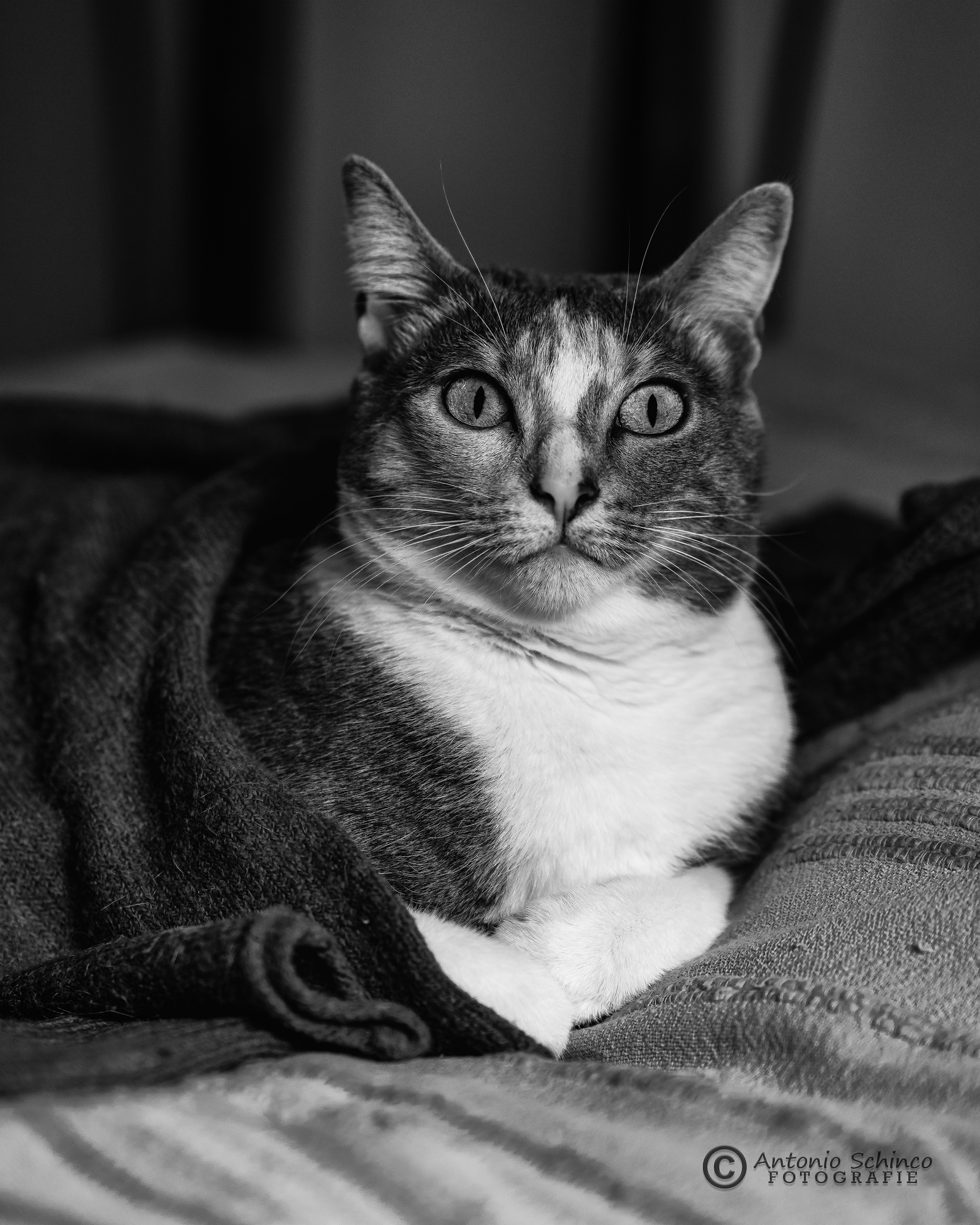 Miss In Bianco E Nero