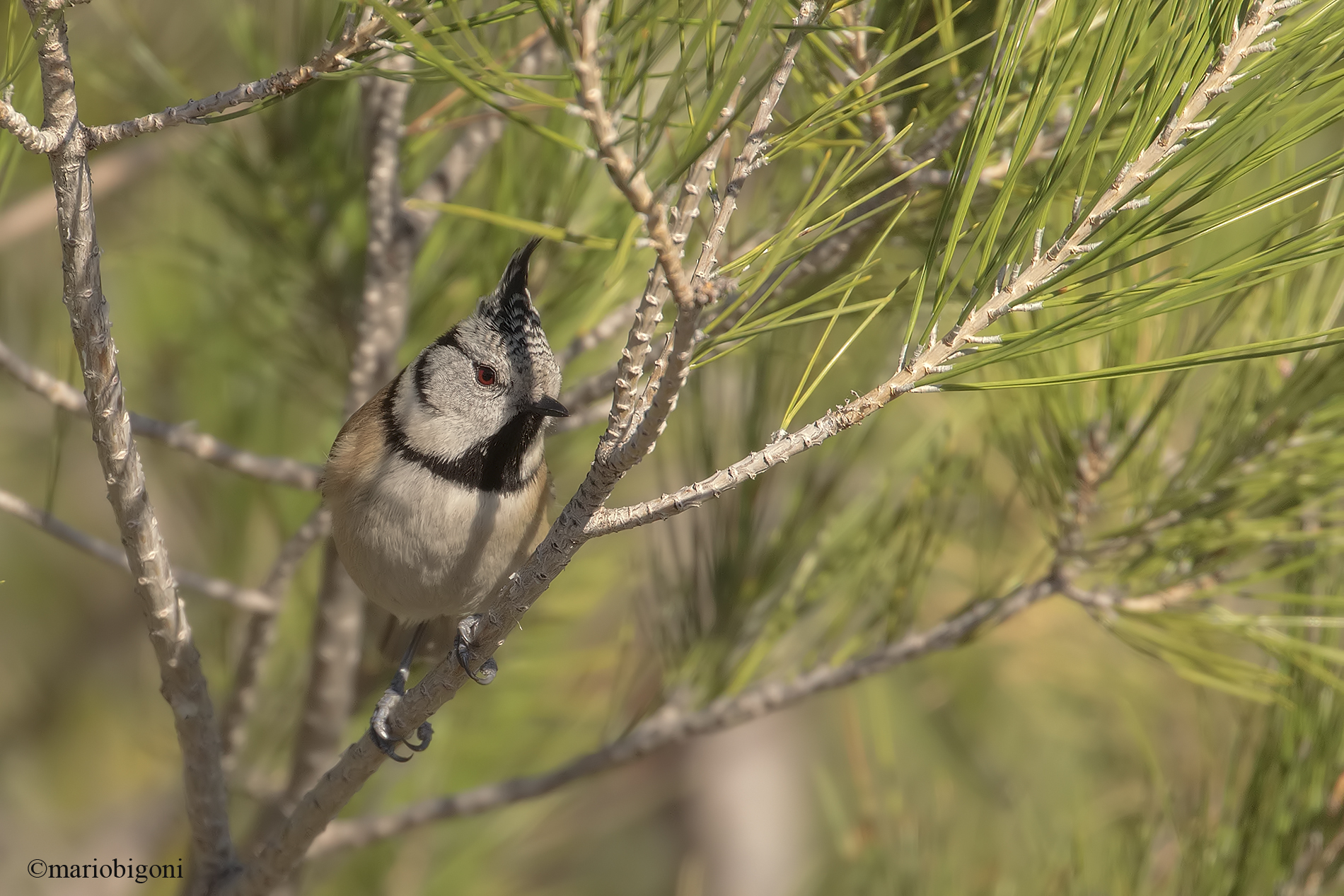 Cincia from the Tuam