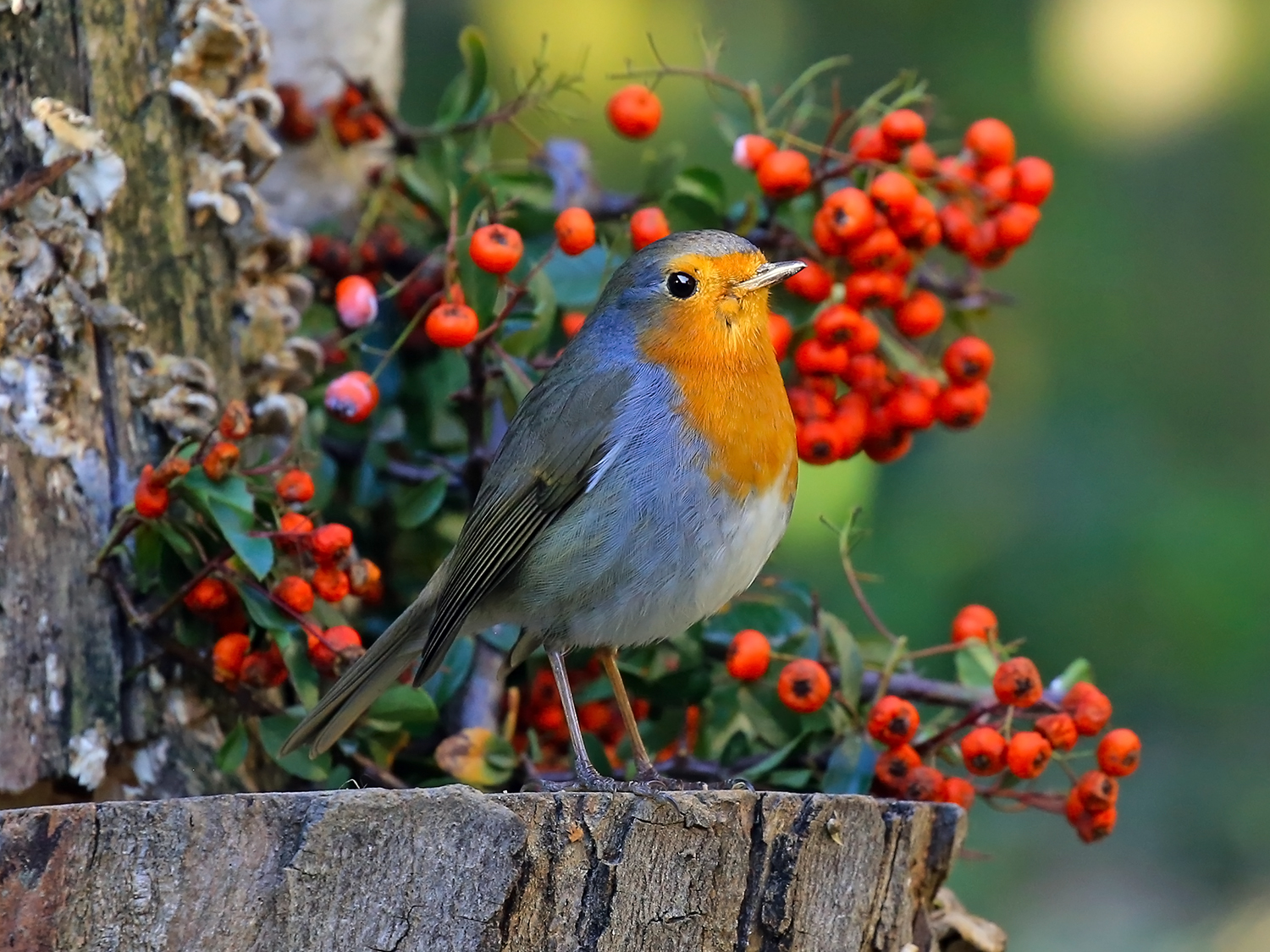 Robin at Manger