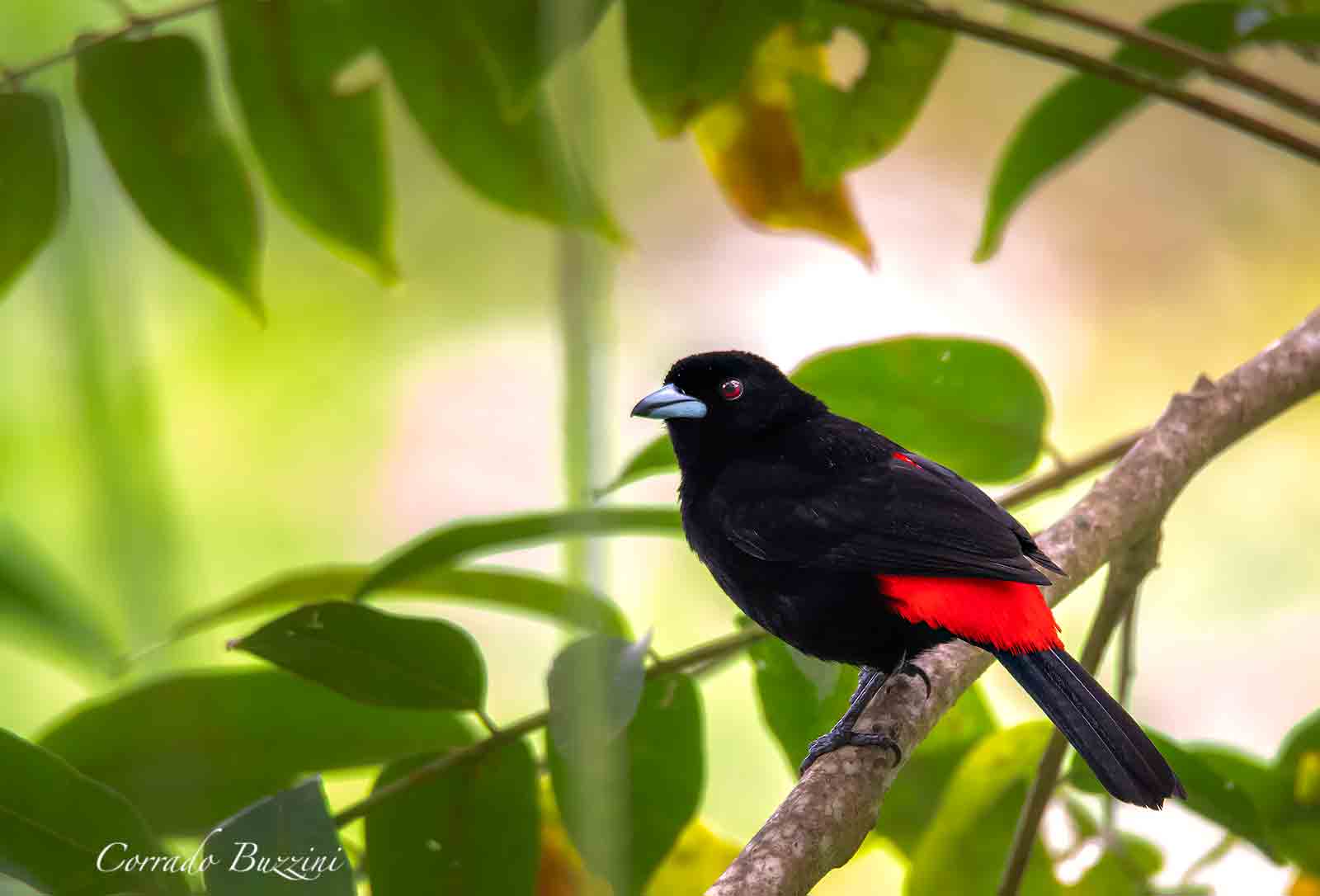 Passerini's Tanager