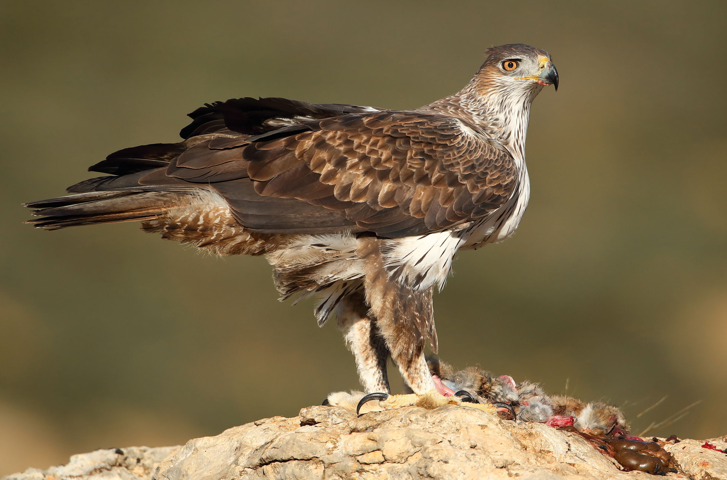 Bonelli's Eagle