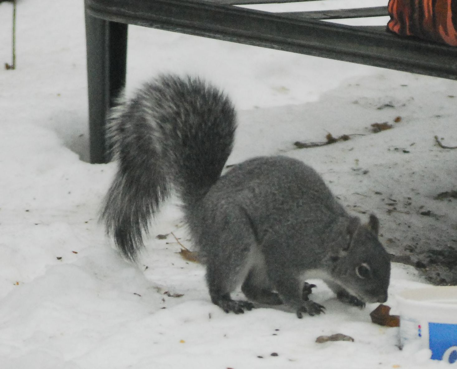 Scoiattolo grigio occidentale