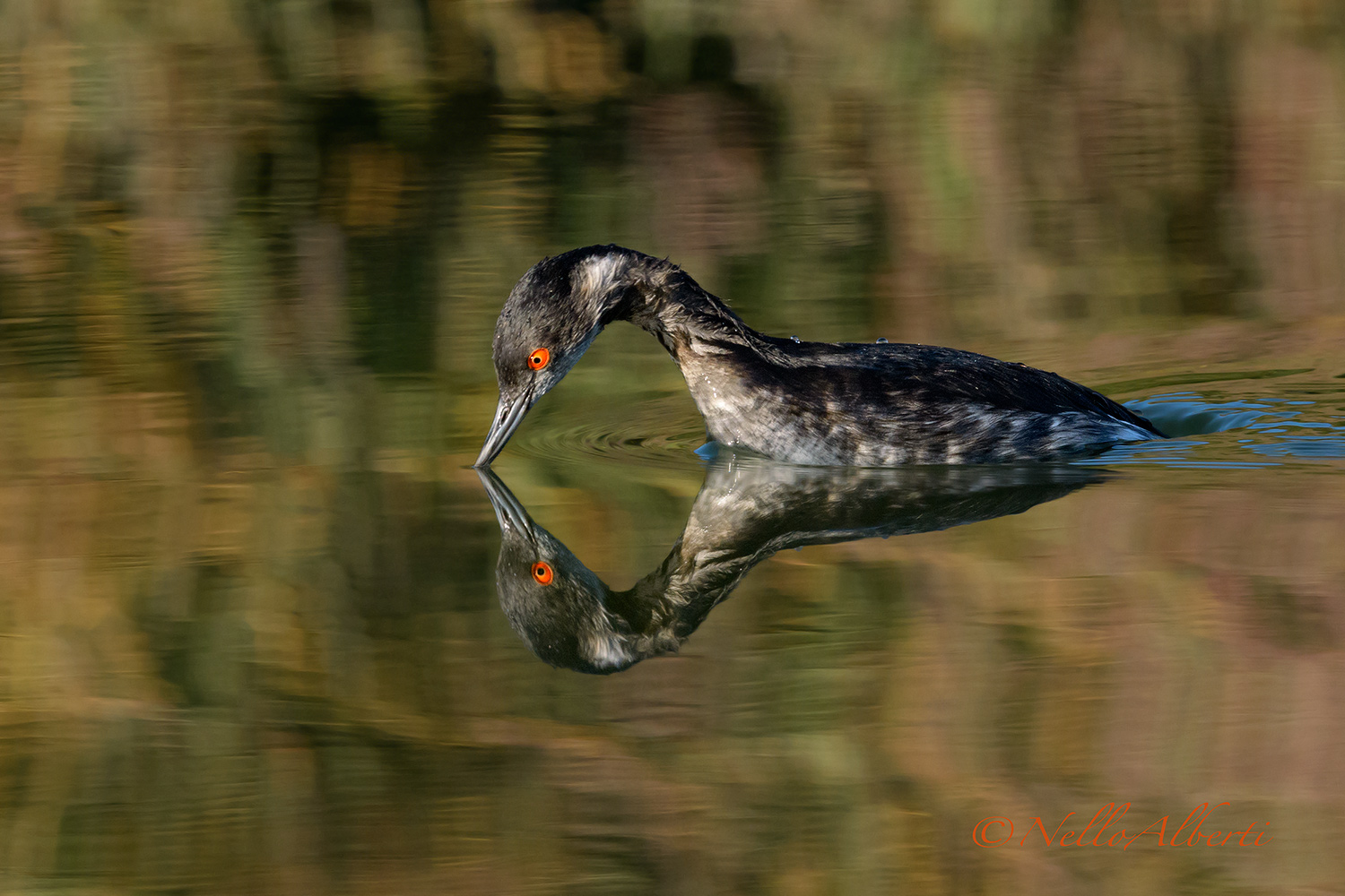 Small Grebe Reflections