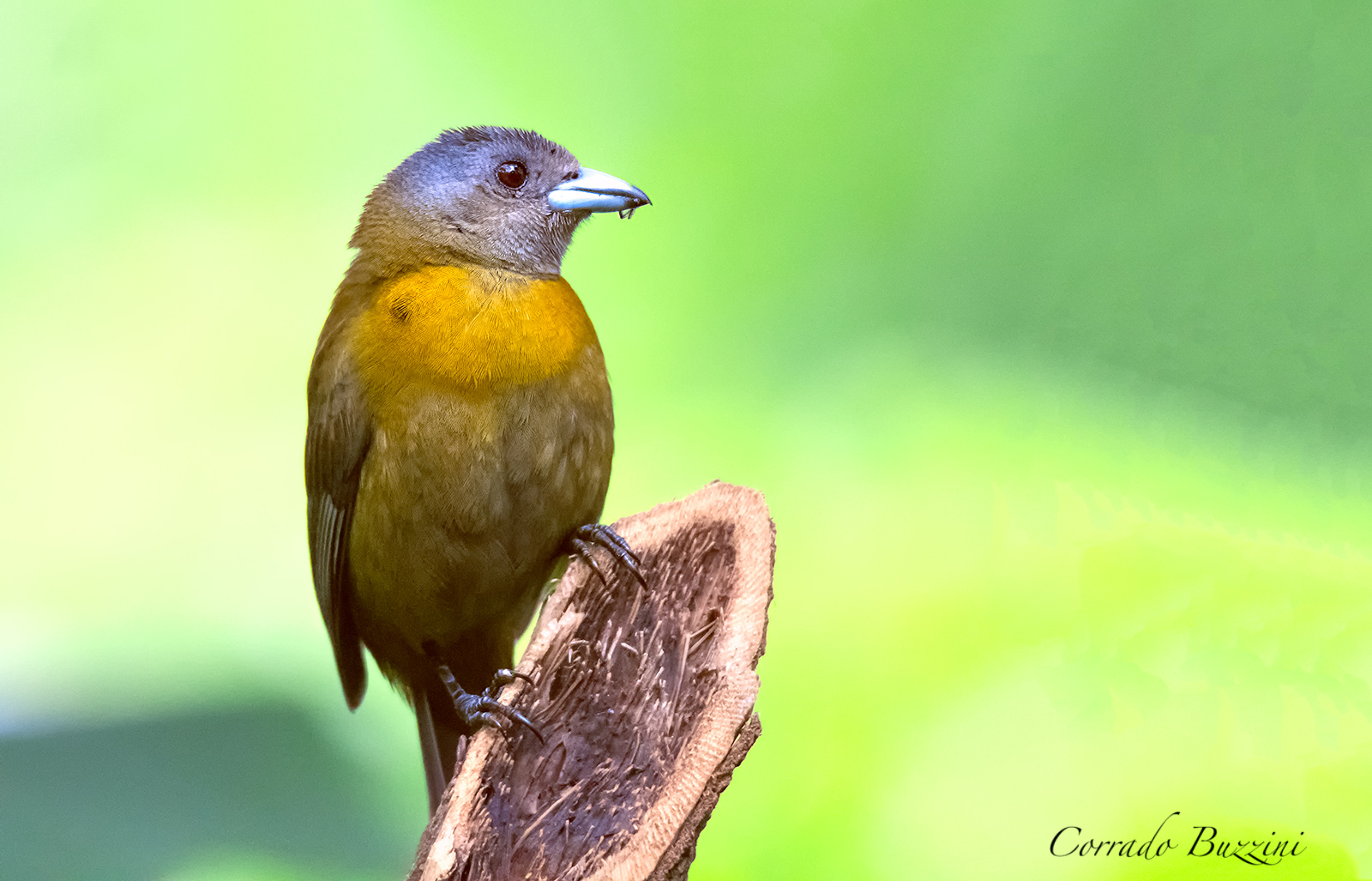 Avifauna of Costa Rica