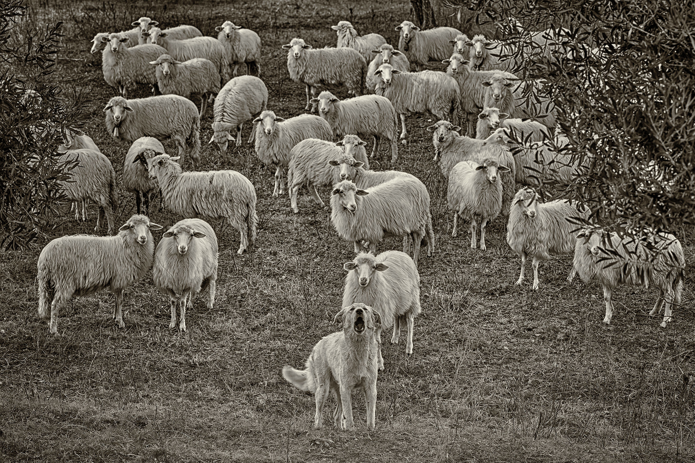 Shepherd Dog with his little flock