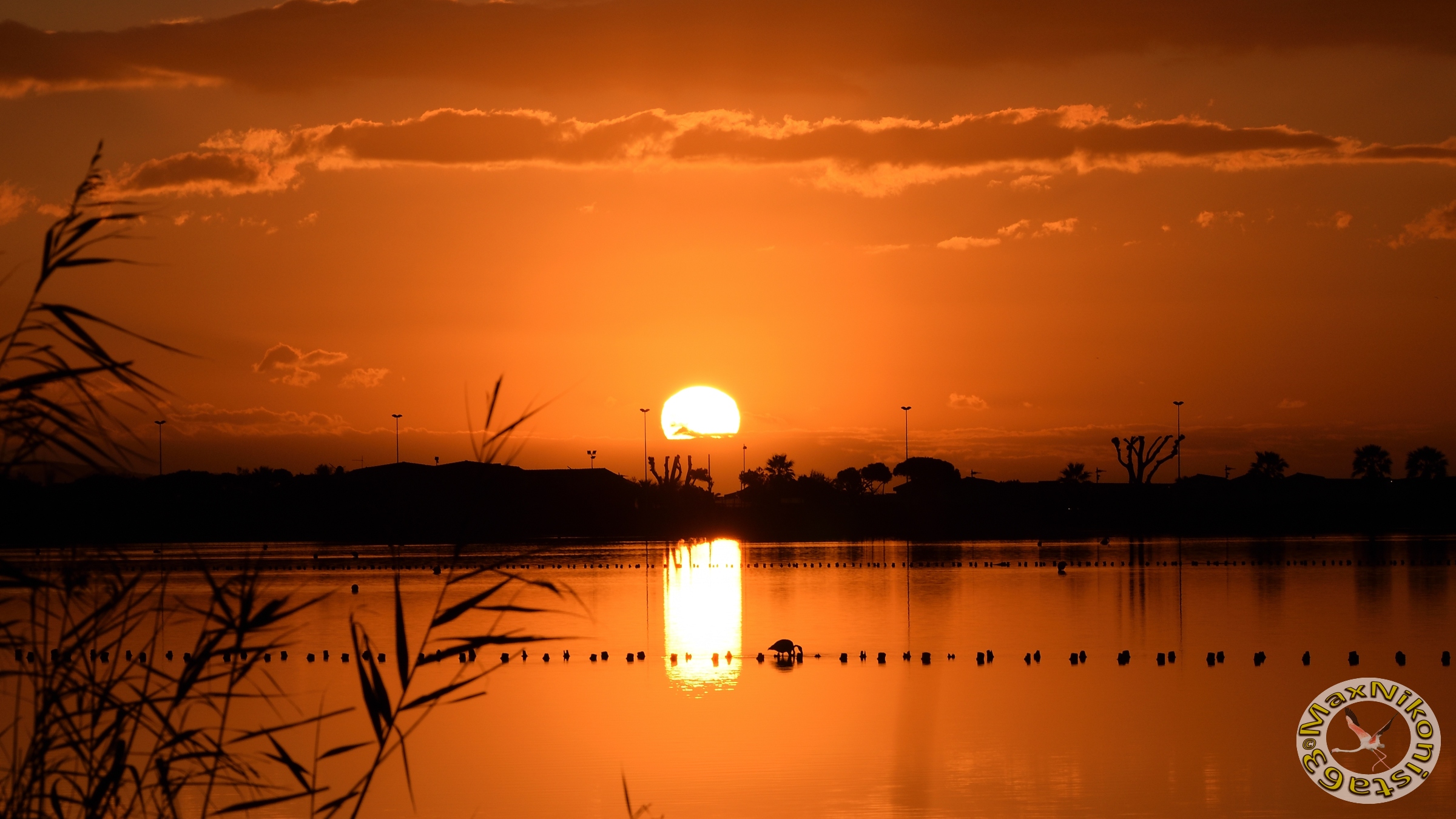 Fenicottero all'alba