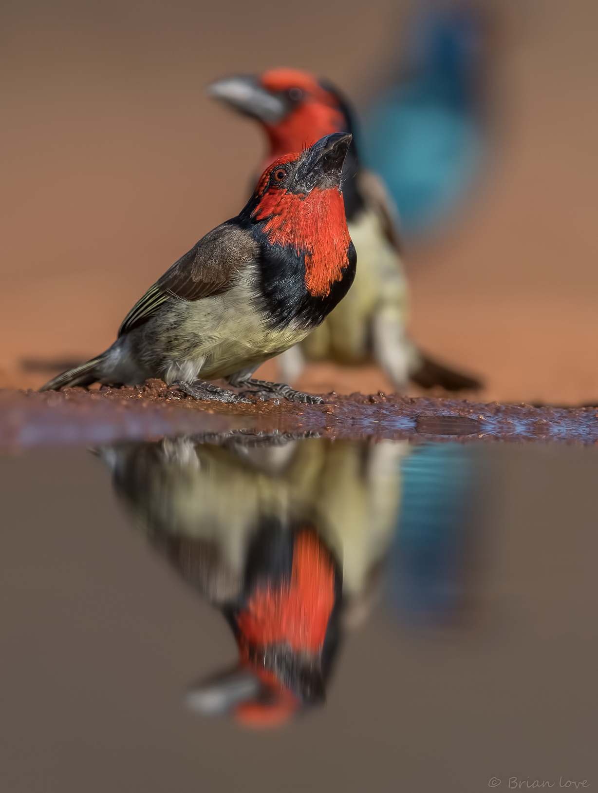 Barbet dal colletto nero (lybius torquatus)