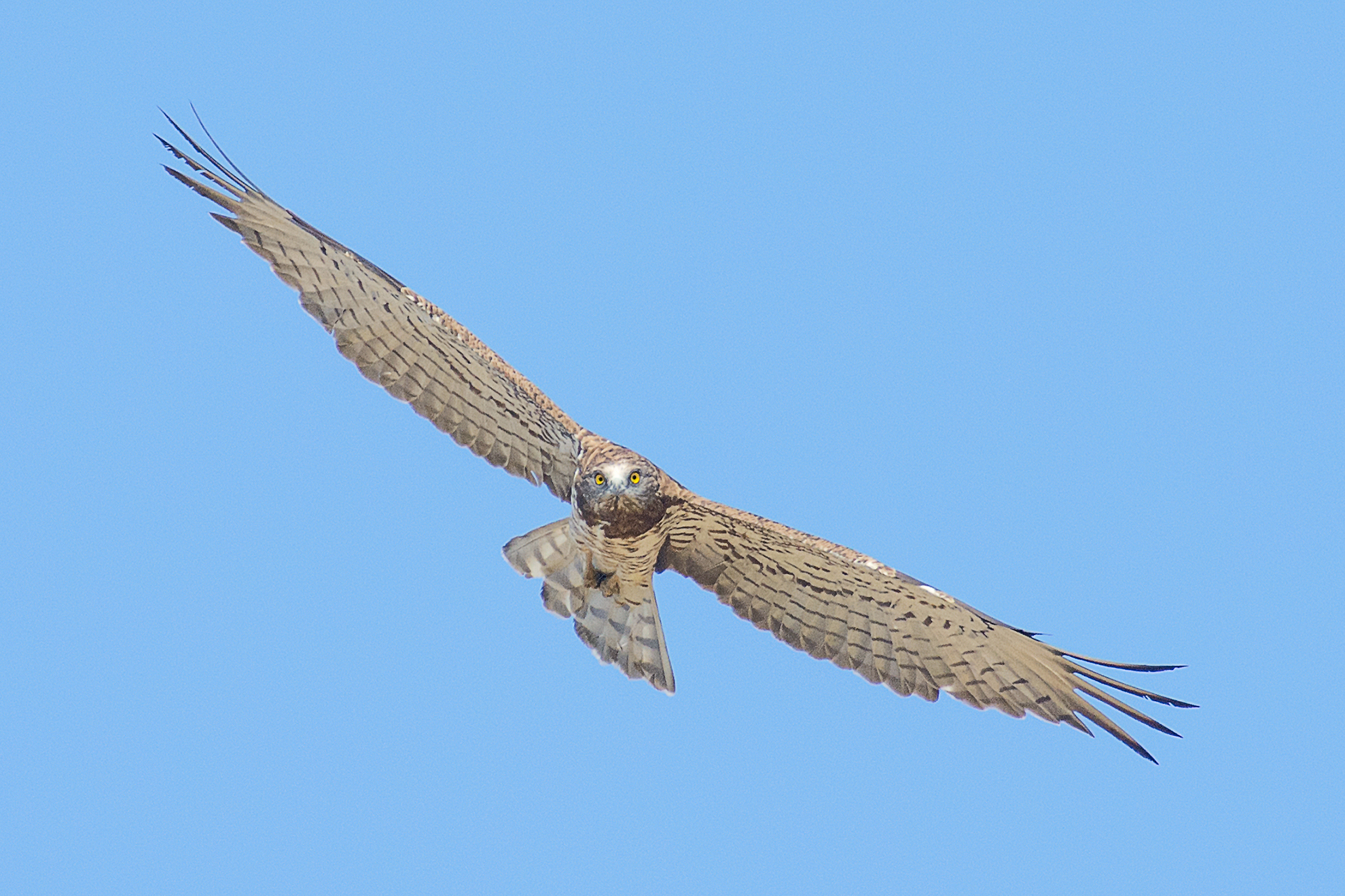Faccia a faccia con il biancone