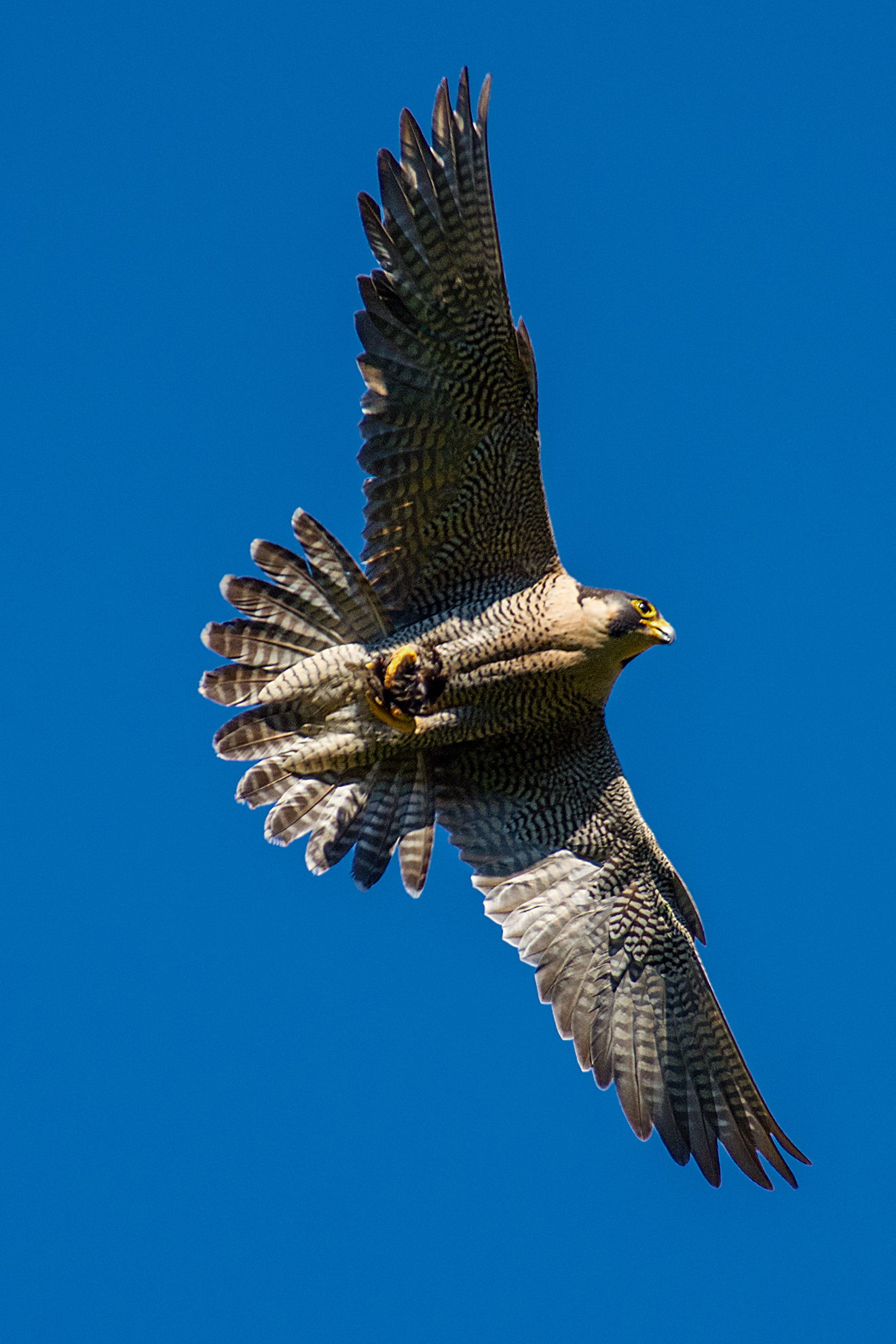 Pilgrim with remnants of prey