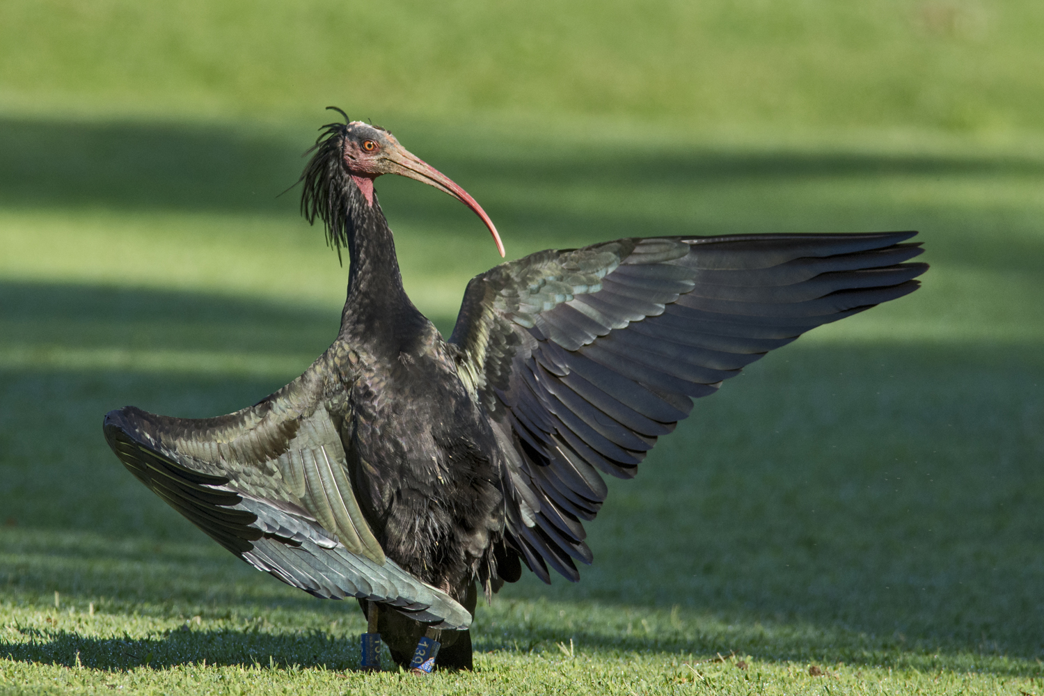 Ibis eremita che abbraccia il sole del mattino