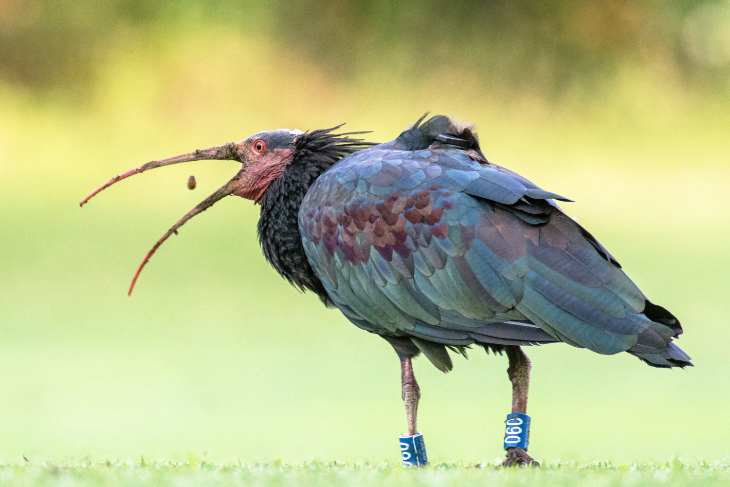 Lo spuntino dell'ibis eretita