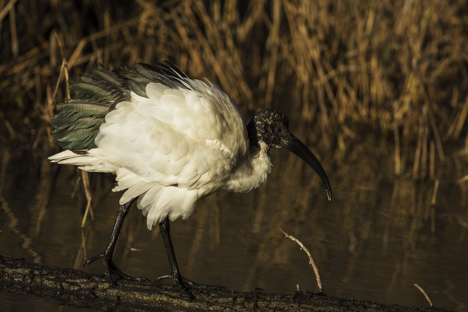ibis sacro che si pavoneggia