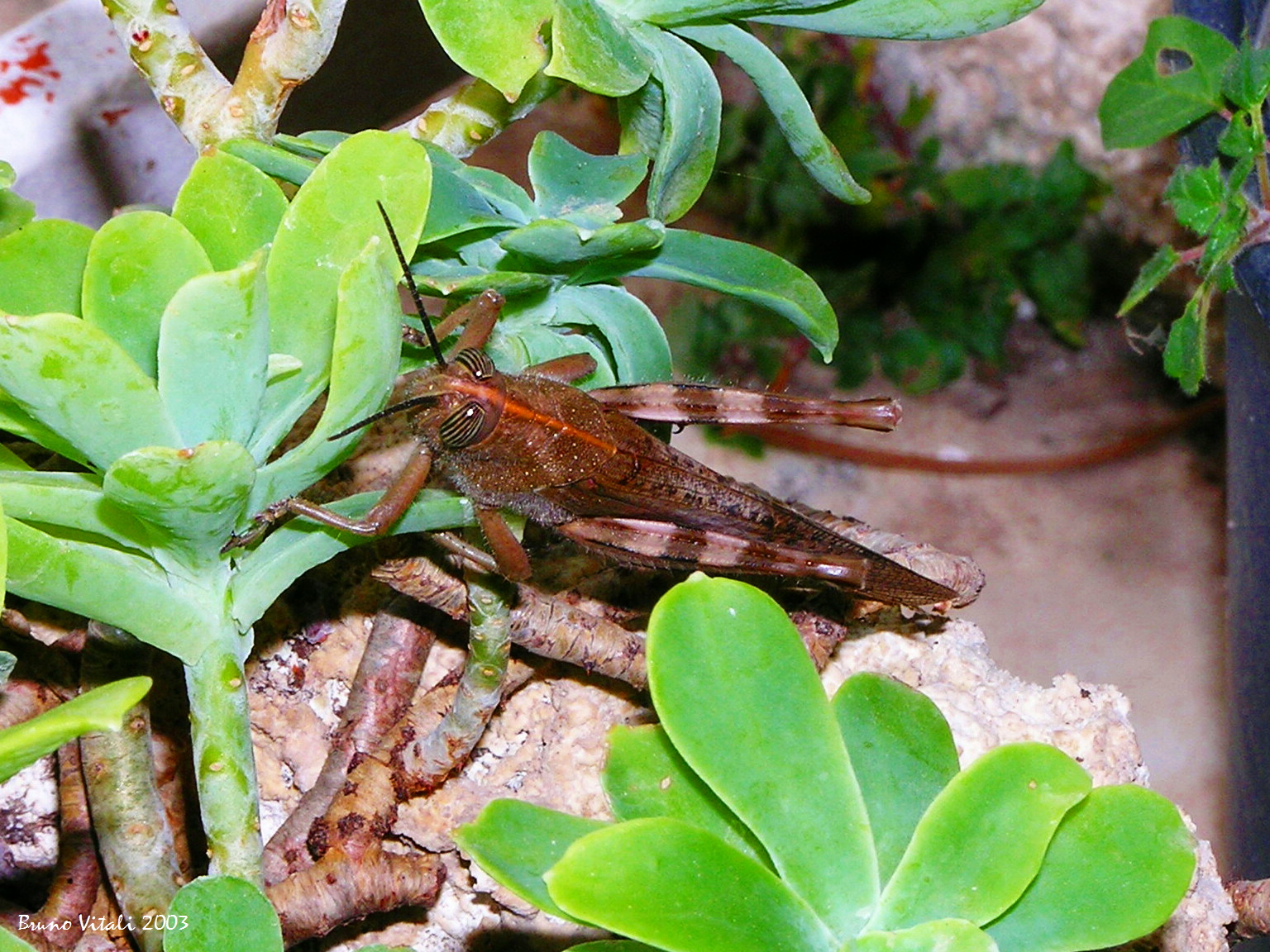 Anacridium Aegyptium Legnaro