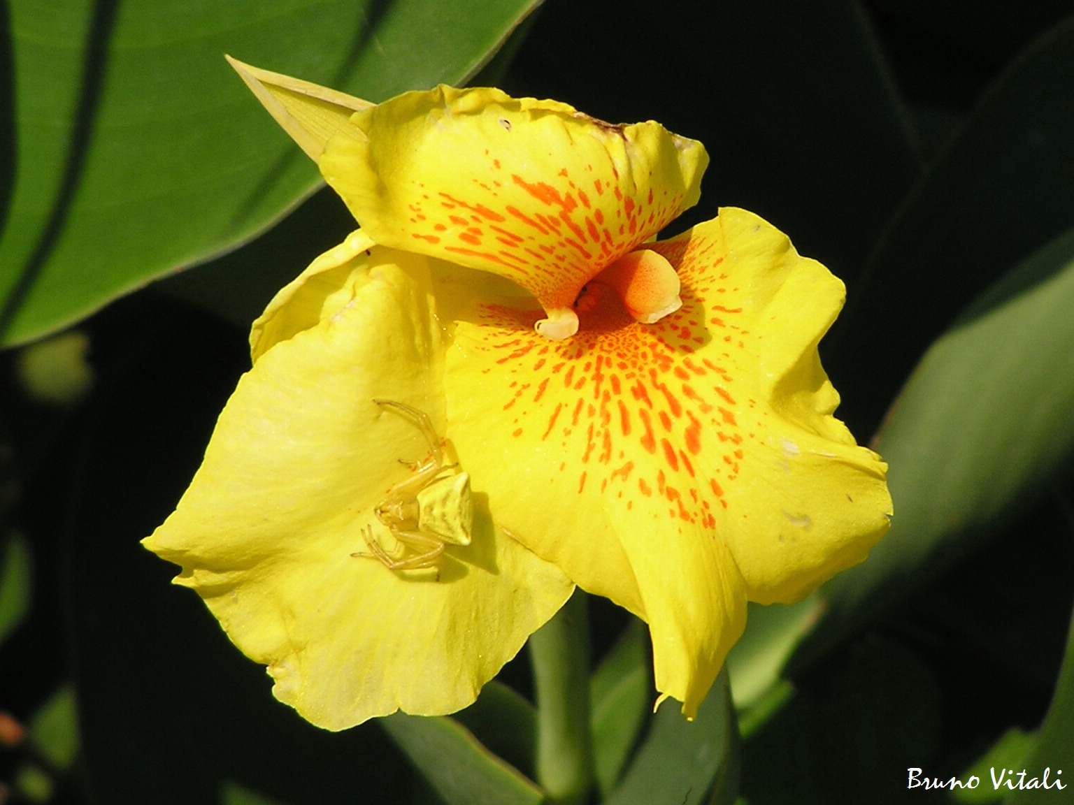 Tomiside su un iris giallo Framura