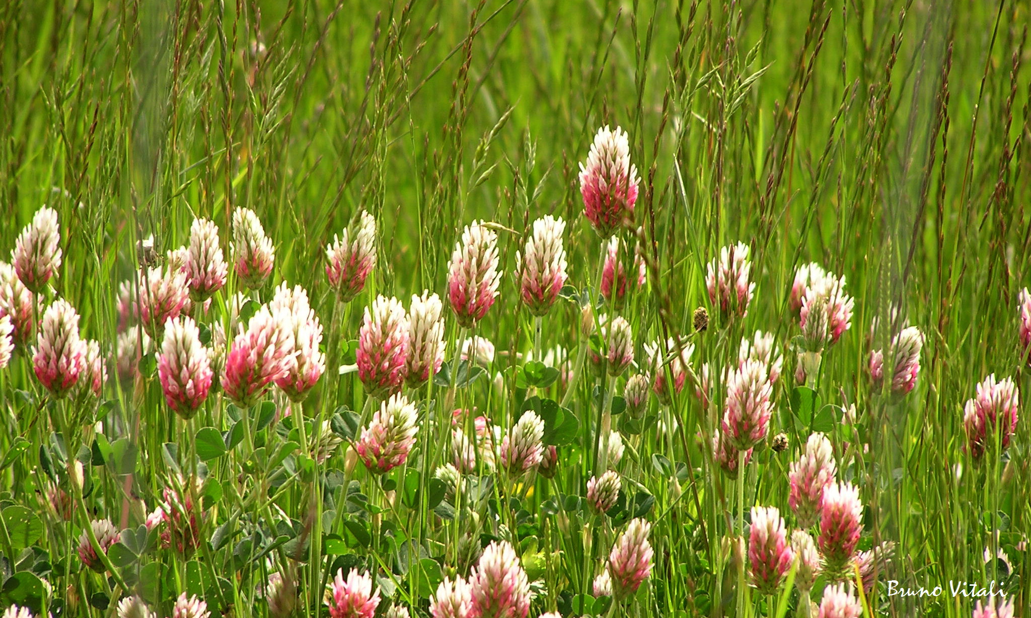Prato Fiorito Casoni di Levanto 2003