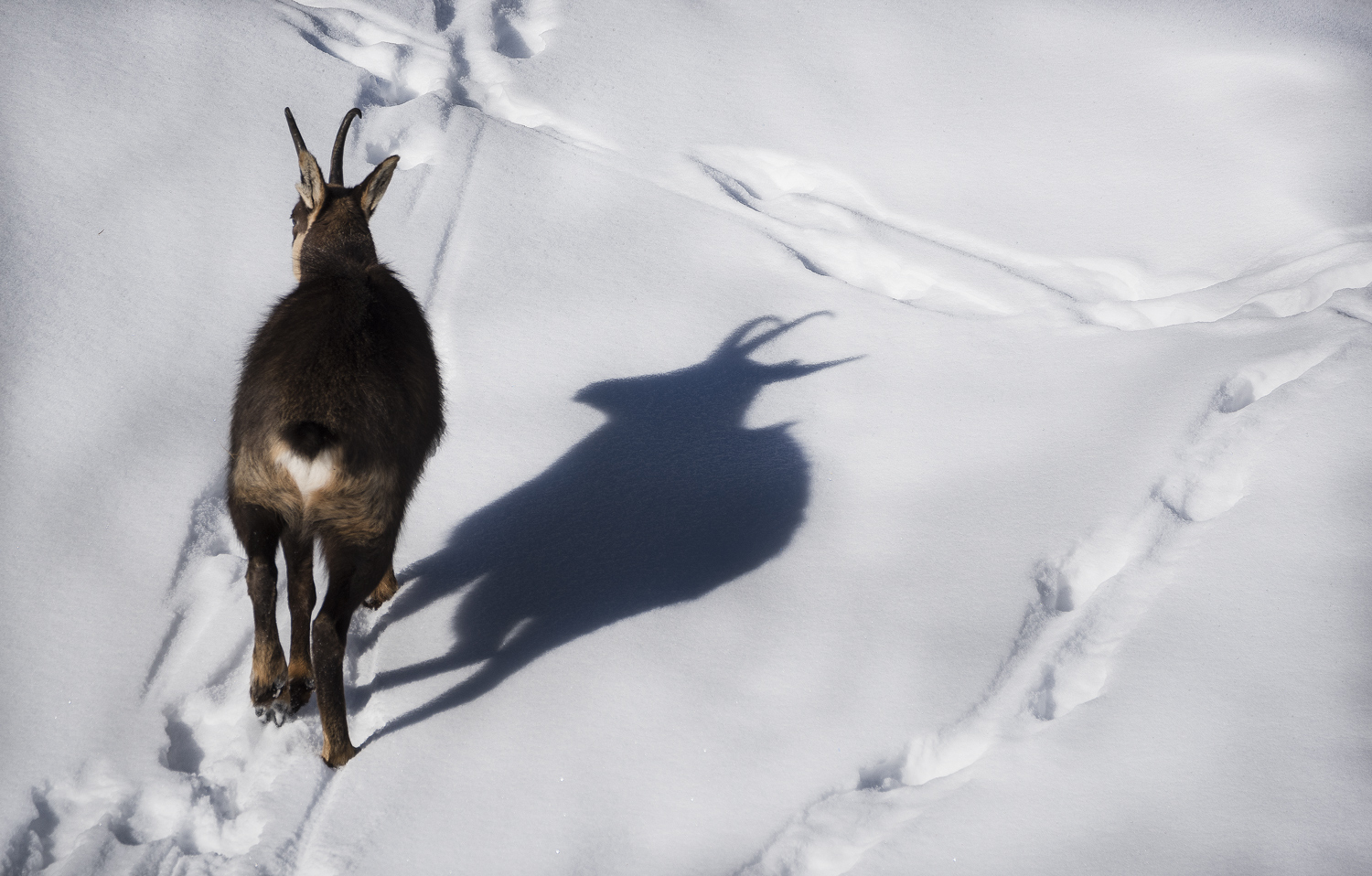 Without a shadow of a doubt chamois
