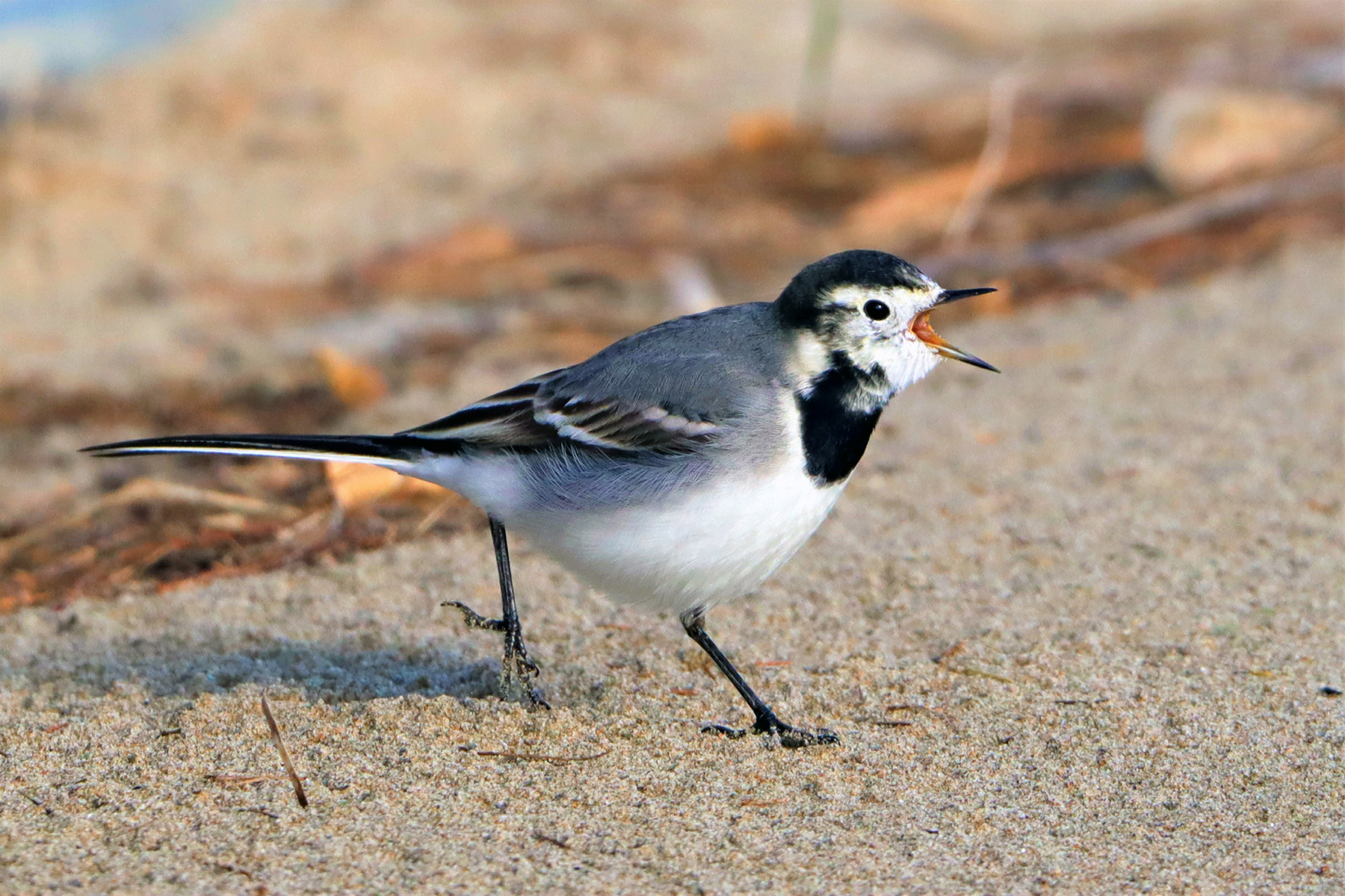 Motacilla alba (Ballerina bianca) 1