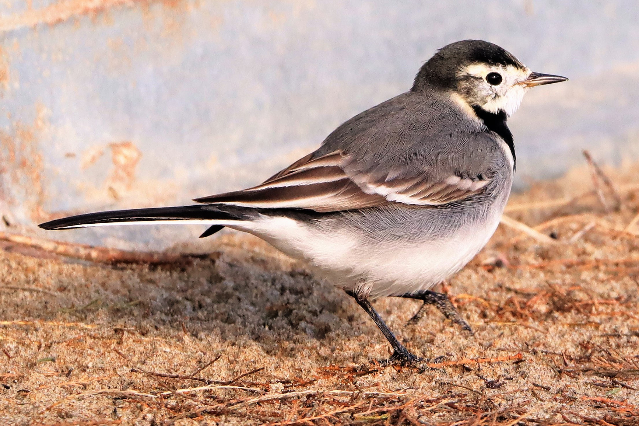 Motacilla alba (Ballerina bianca) 2