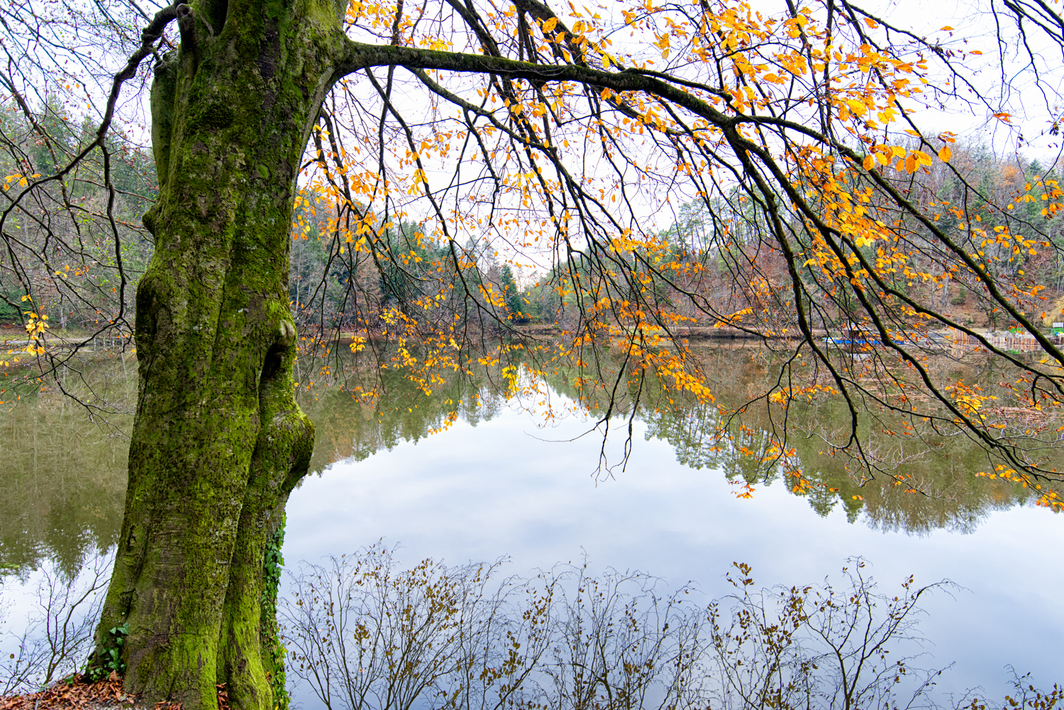 Riflessi d'Autunno 1