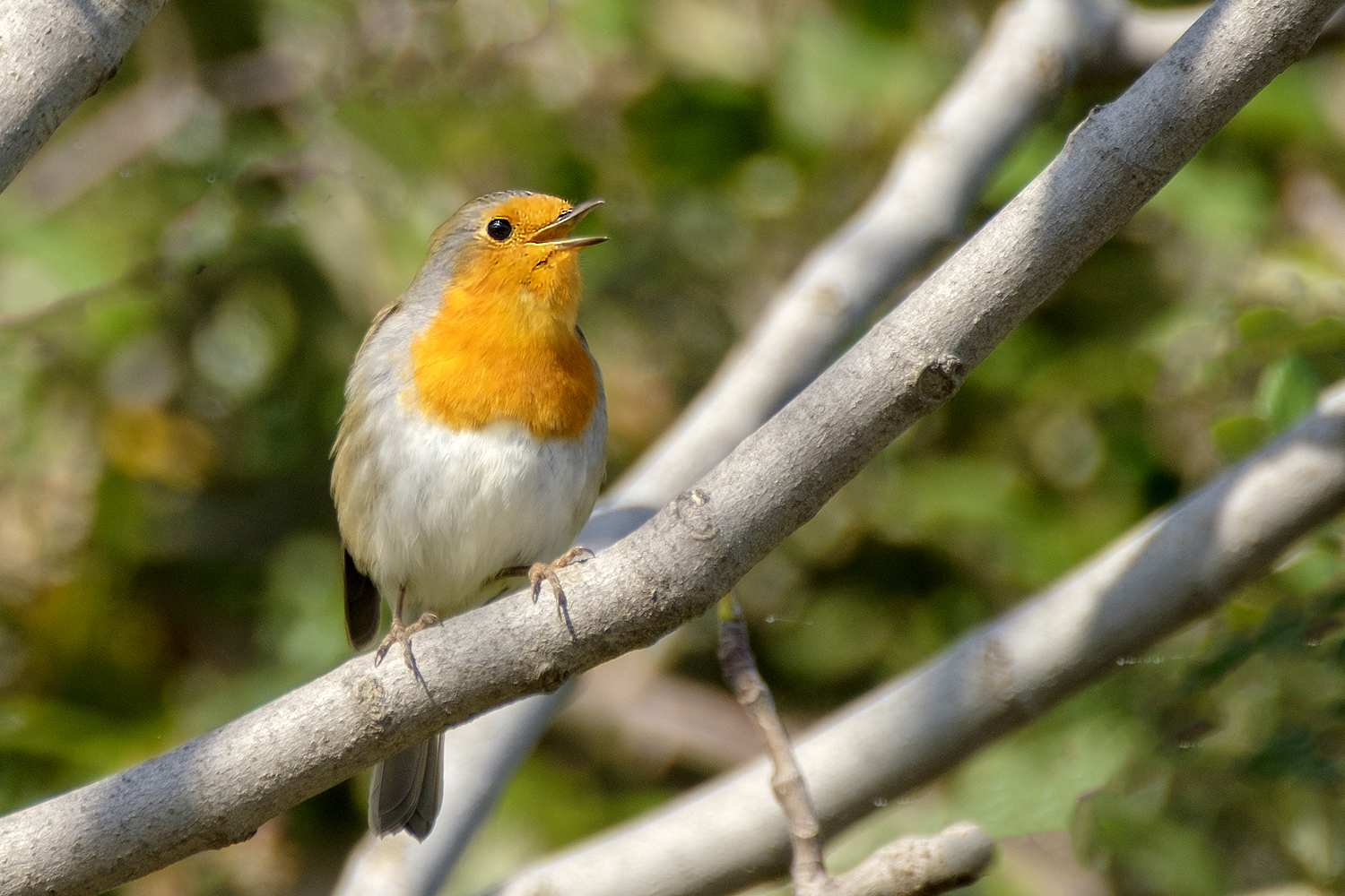 Robin.