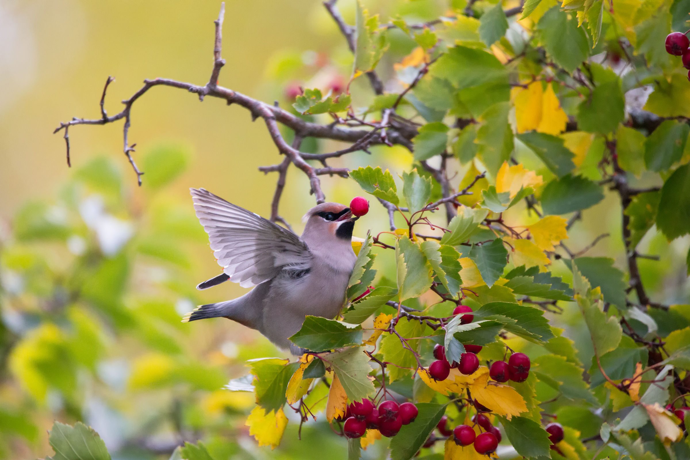 Cedar Waxwing