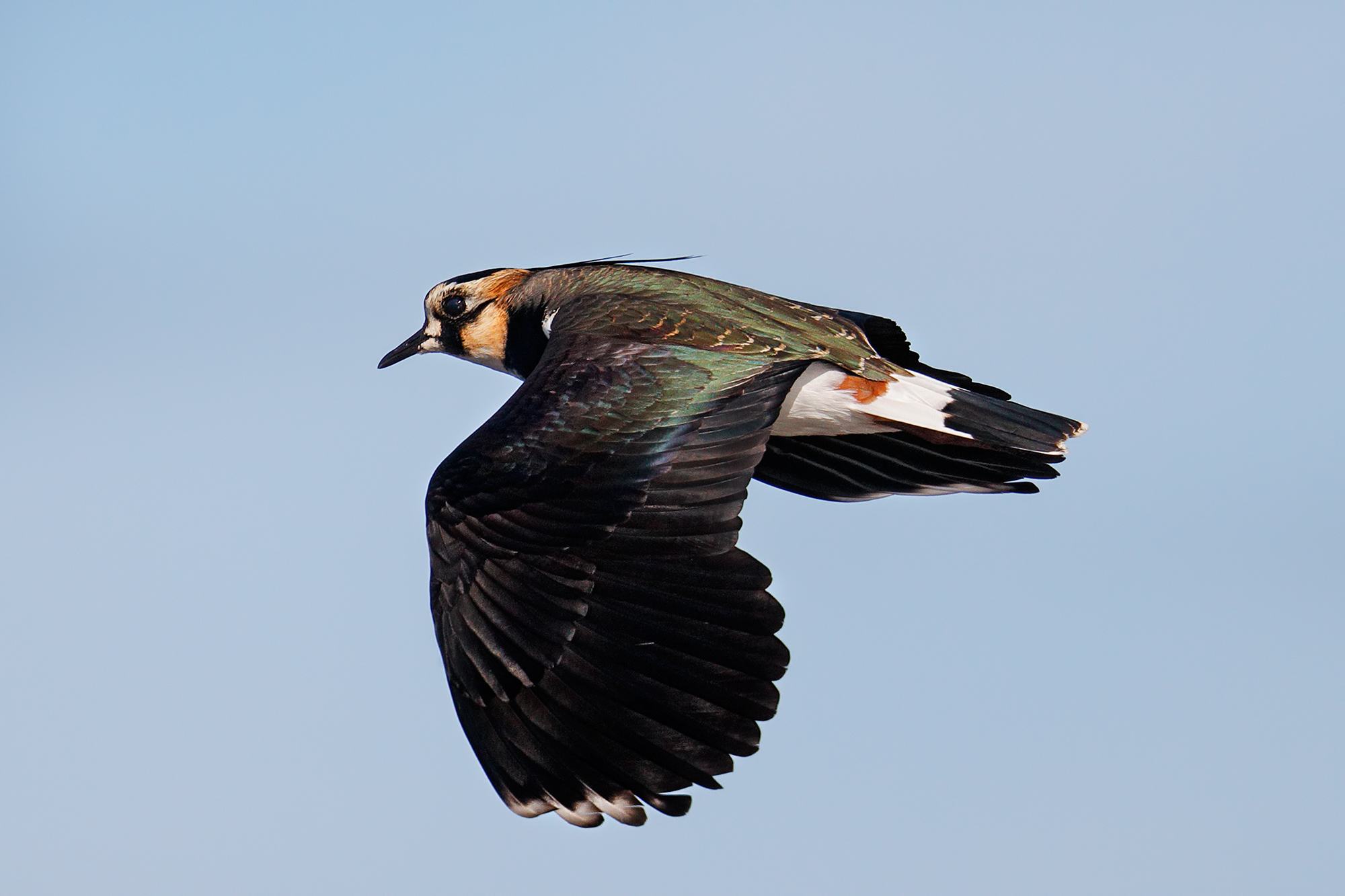 Lapwing