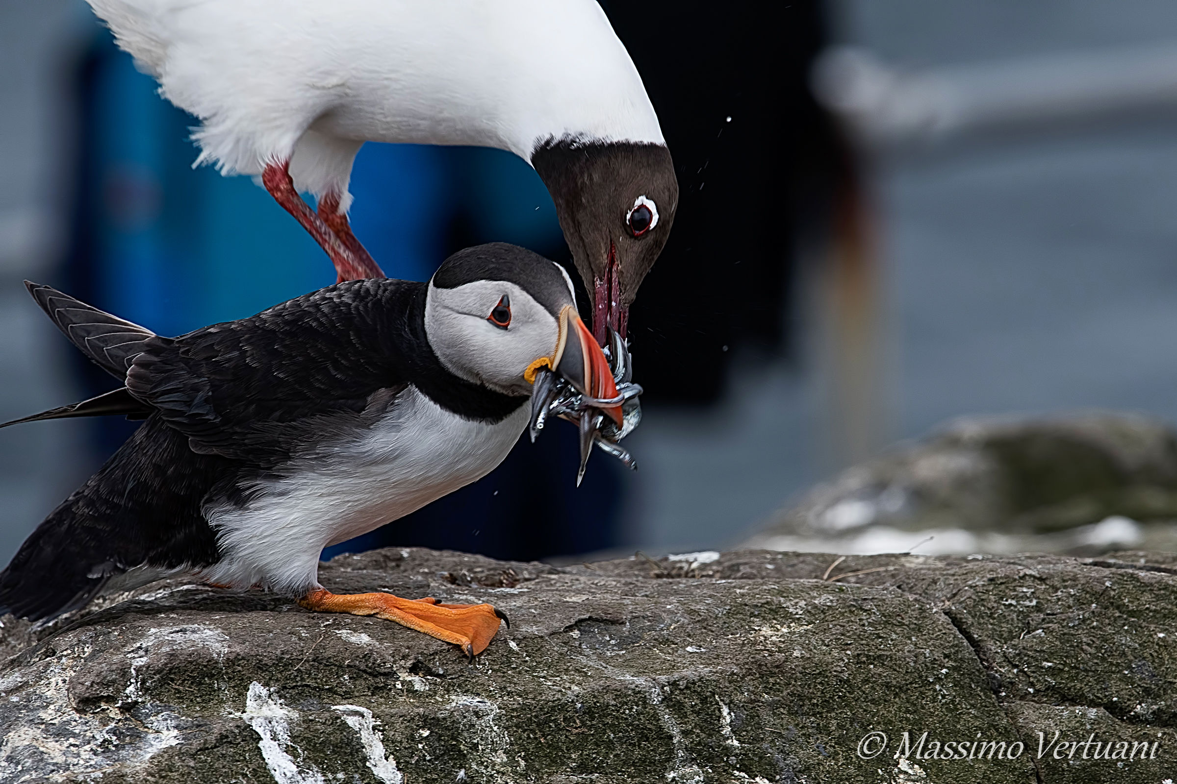 La dura legge del più furbo....