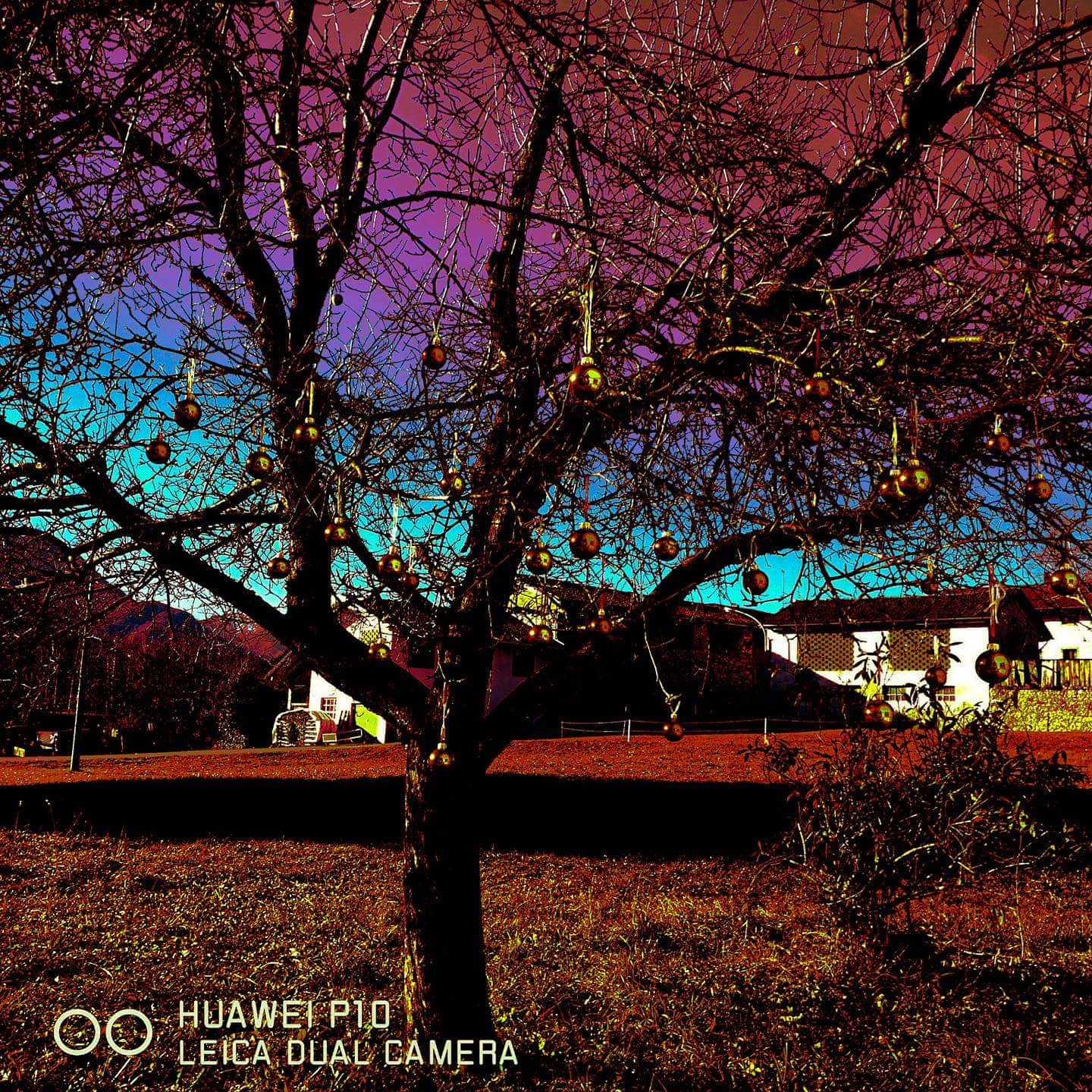 The Christmas apple tree