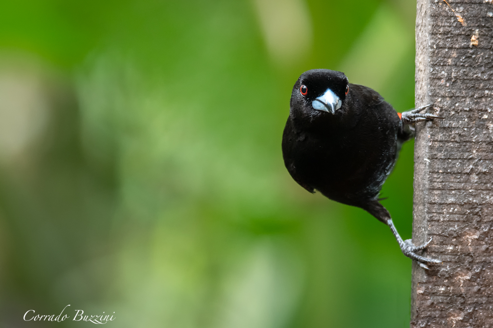 Passerini's male Tanager