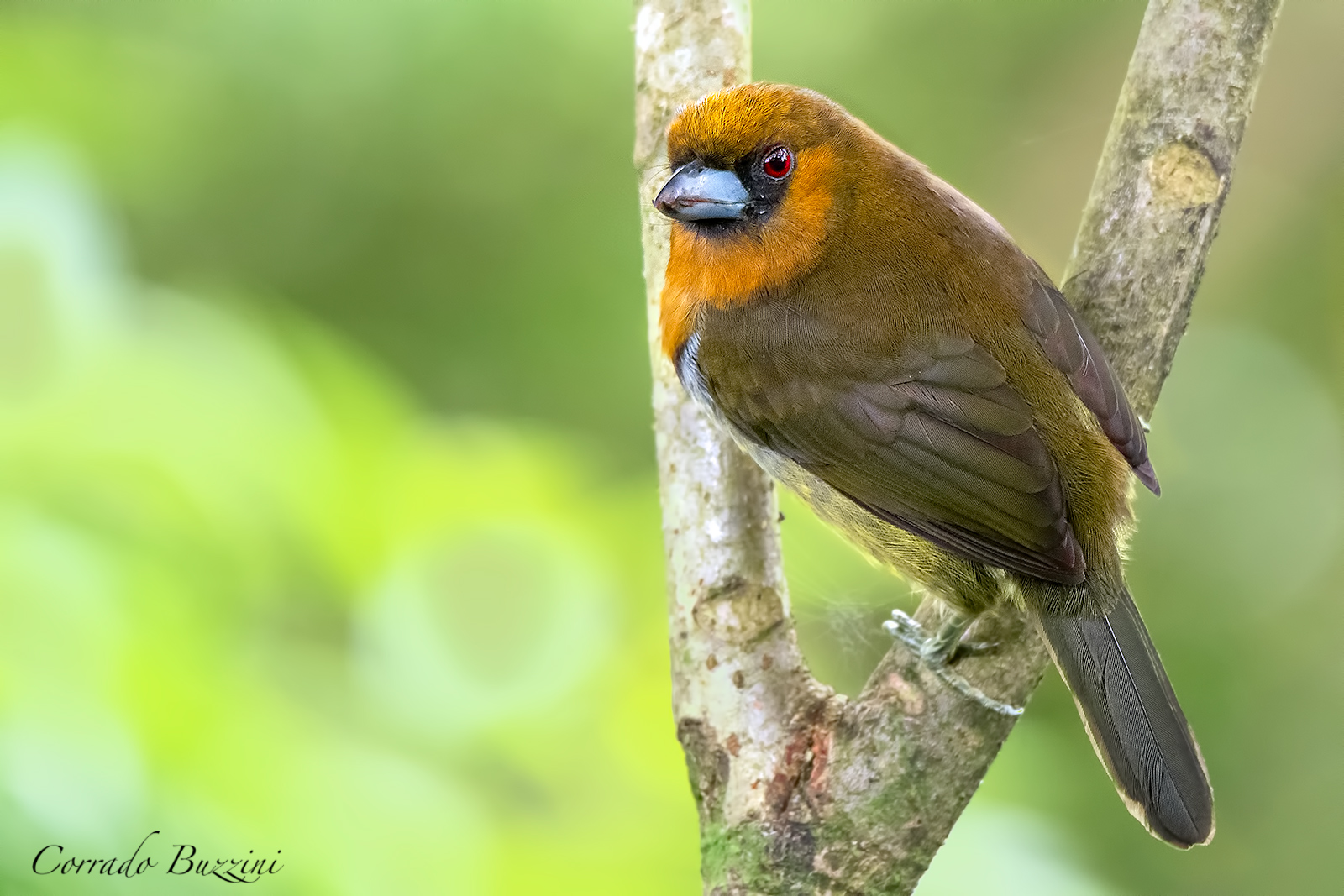 Barbets with protruding spout