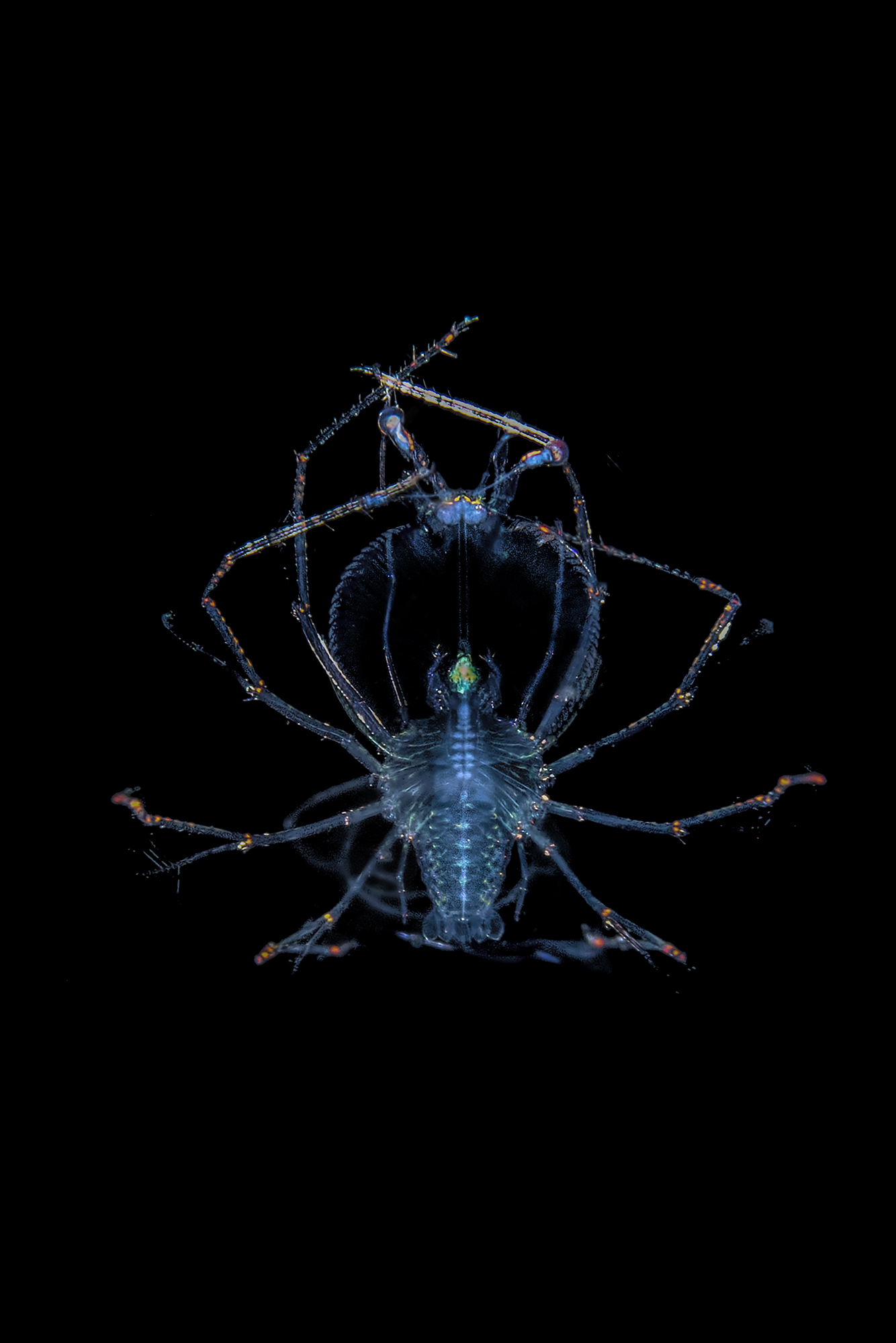 3 mm di aragosta in fase larvale