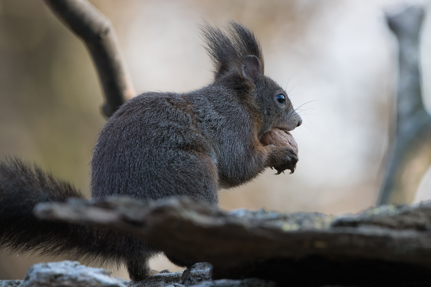 Squirrel with Walnut