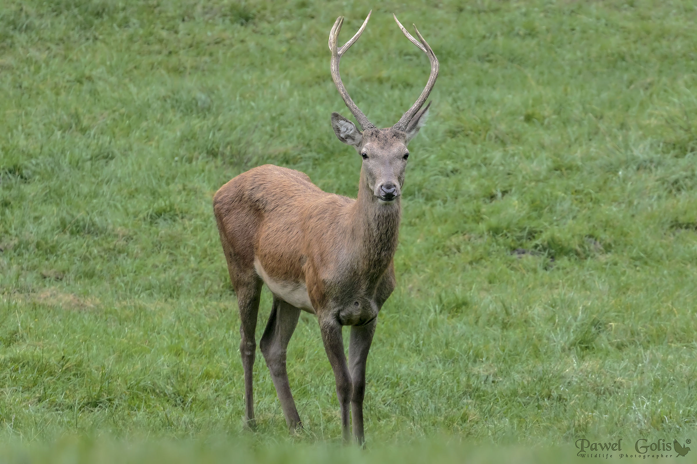 Cervo rosso (Cervus elaphus)